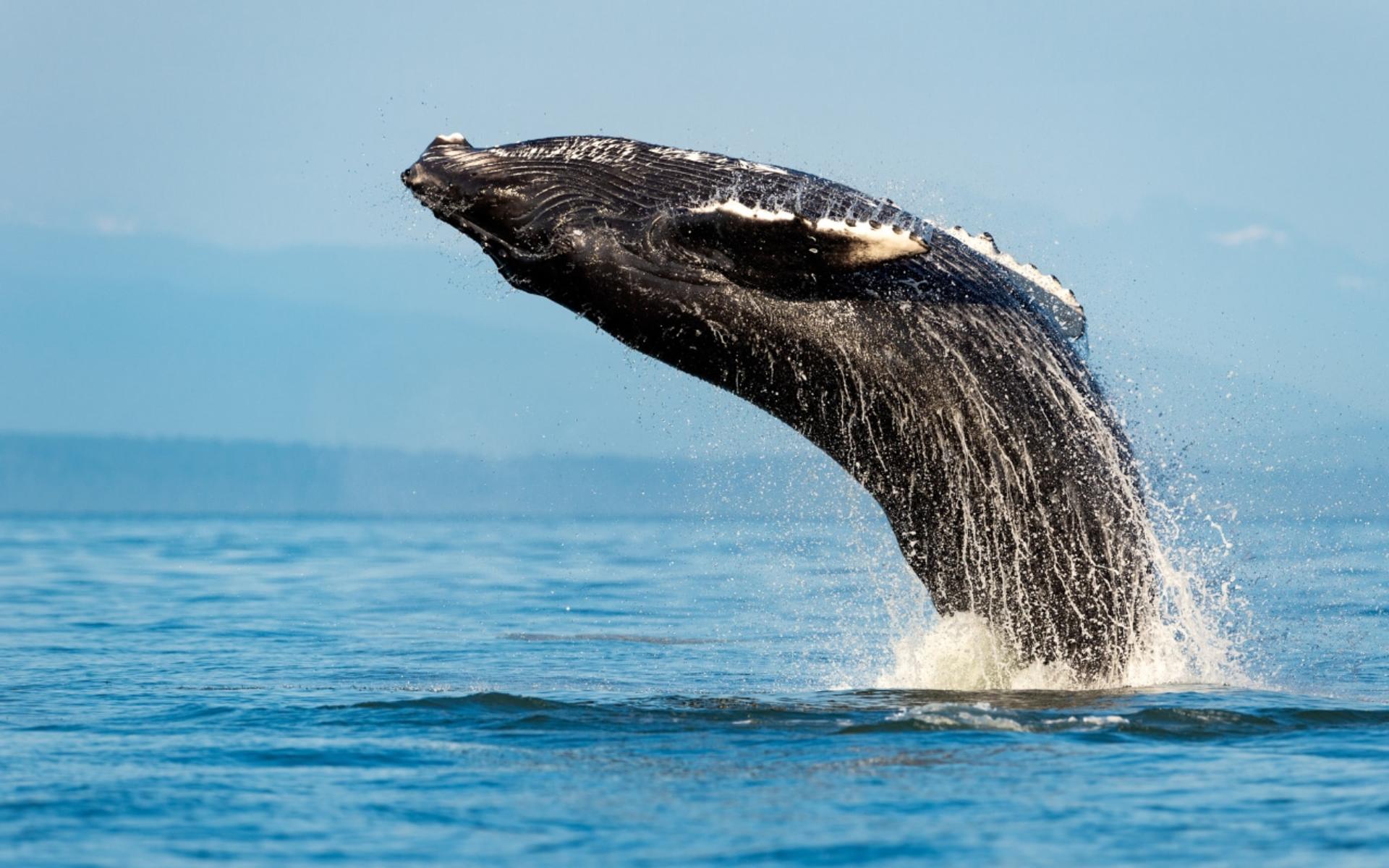 Sydney Whale Watching Adventure Cruise - Image 1