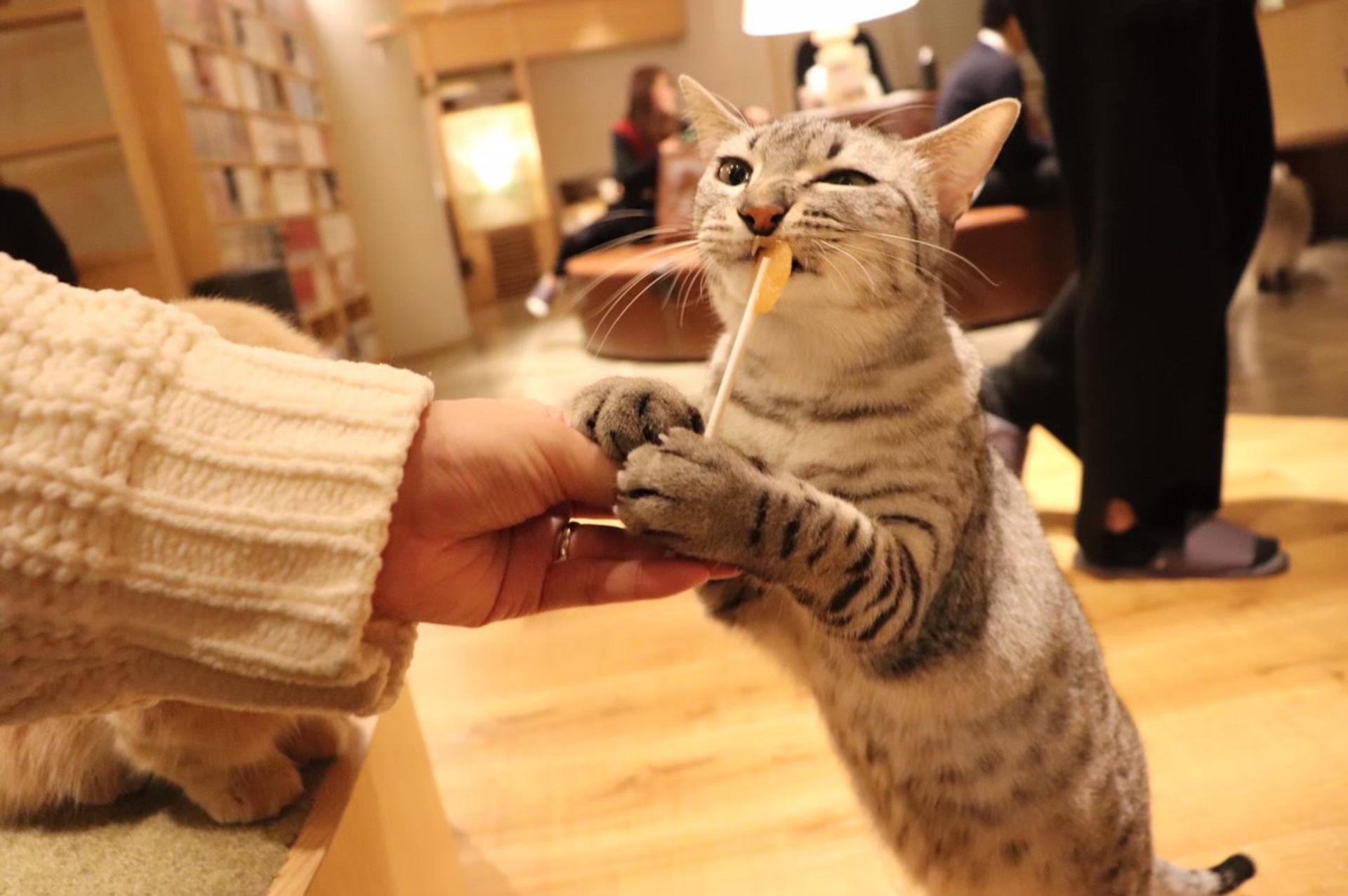 Cat Cafe MOCHA in Shinjuku - Thumbnail 2