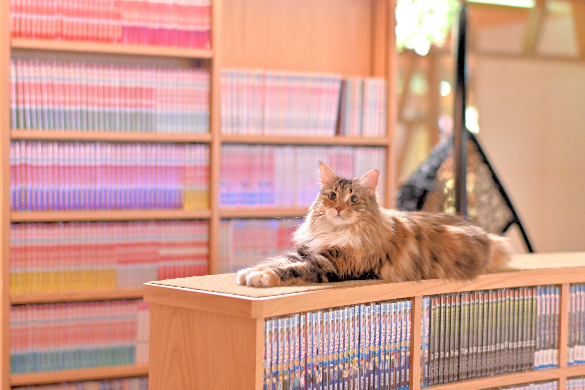 Cat Cafe MOCHA in Shinjuku - Thumbnail 4