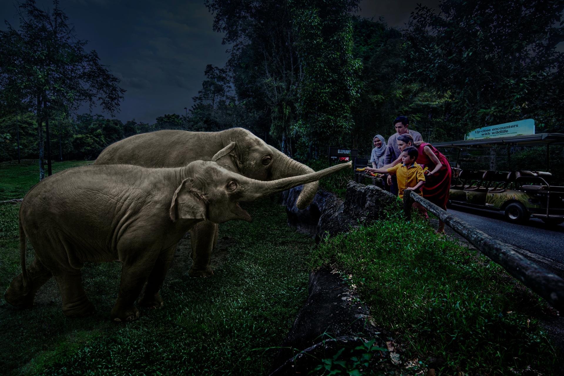 Night Safari Ticket | Mandai Wildlife Reserve, Singapore - Thumbnail 20