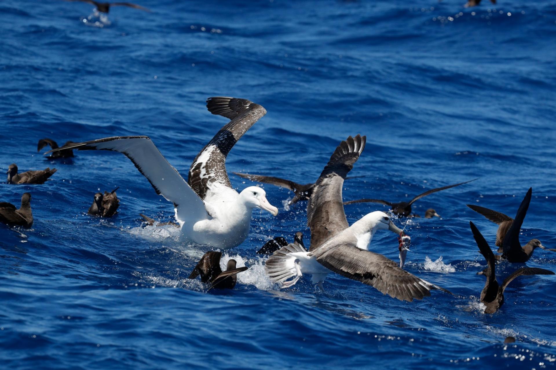 Whale Watching Tours from Perth & Margaret River - Thumbnail 8