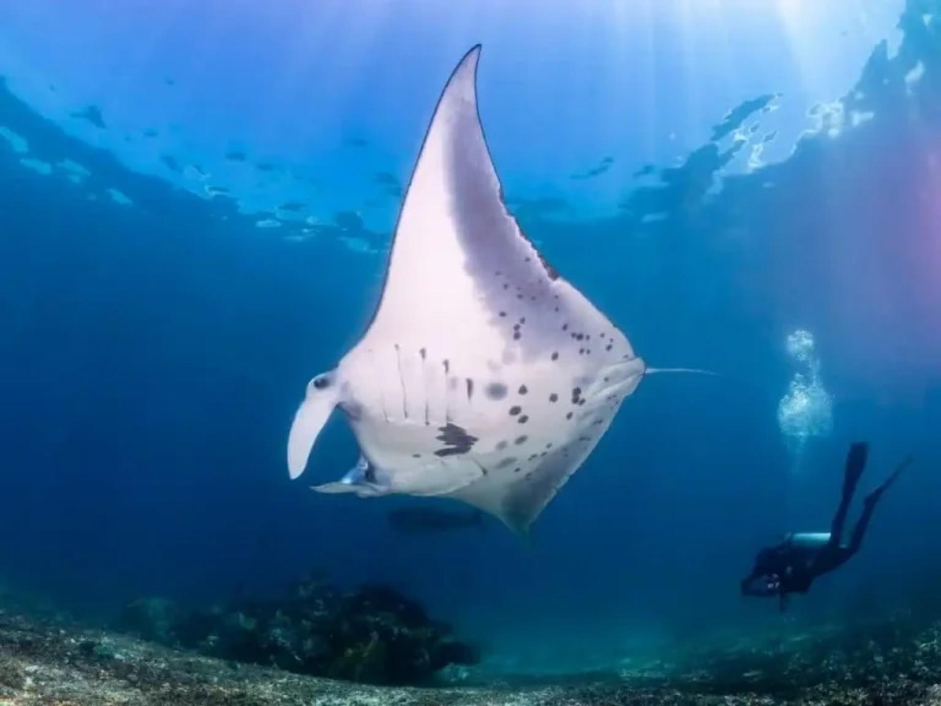 Full Day Dive Trip from Labuan Bajo by Dragon Dive Komodo - Thumbnail 5