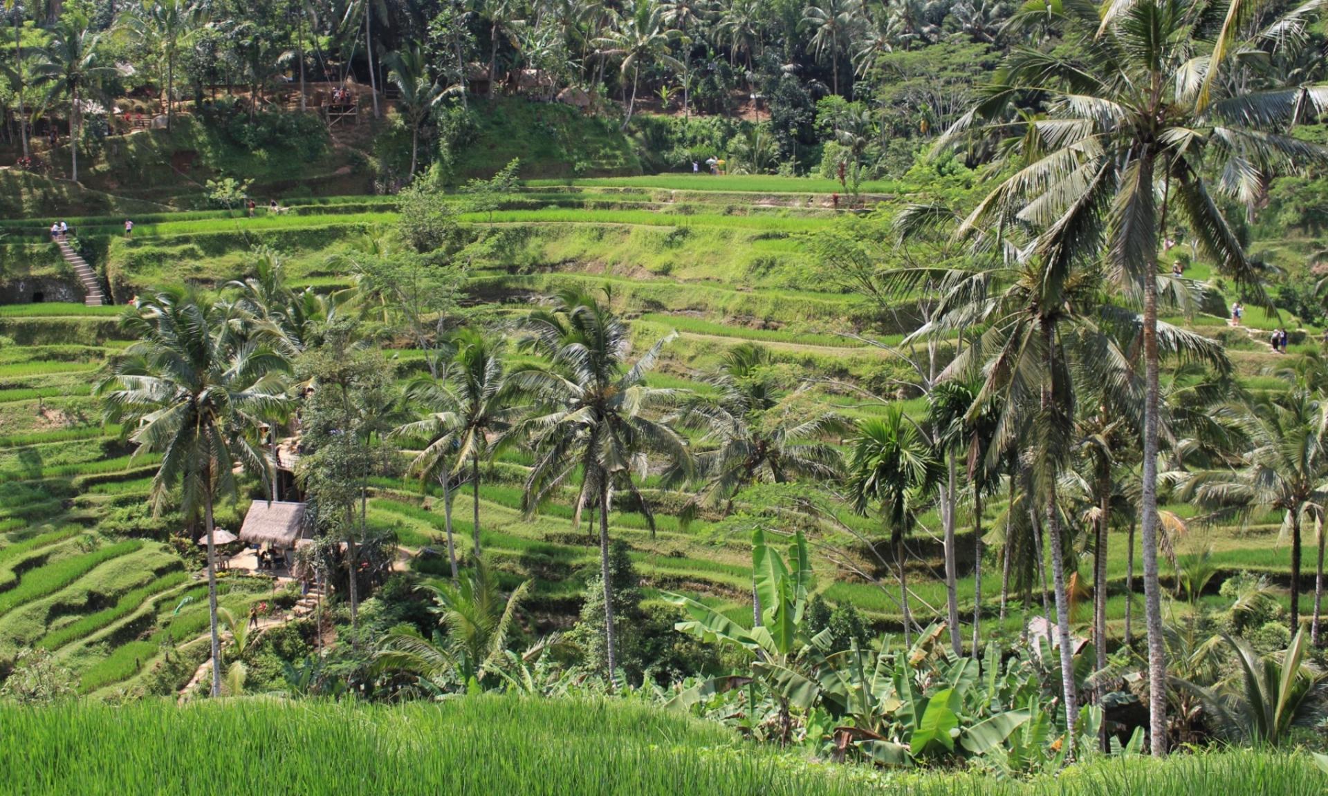 Ubud Monkey Forest and Tegalalang Private Trip - Image 1