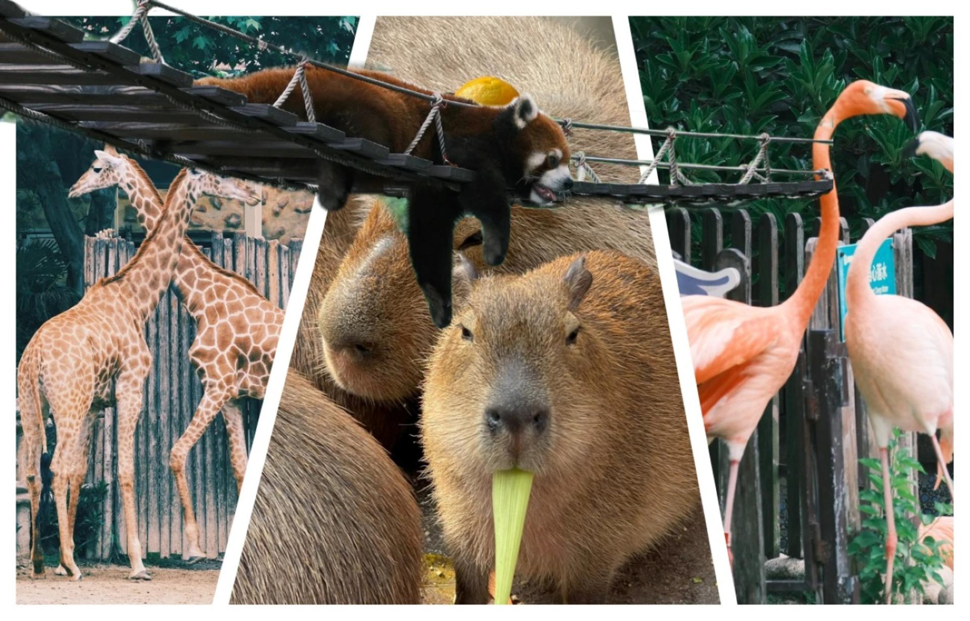 Shanghai Wild Animal Park Full-Day Animal Encounter Tour - Image 1