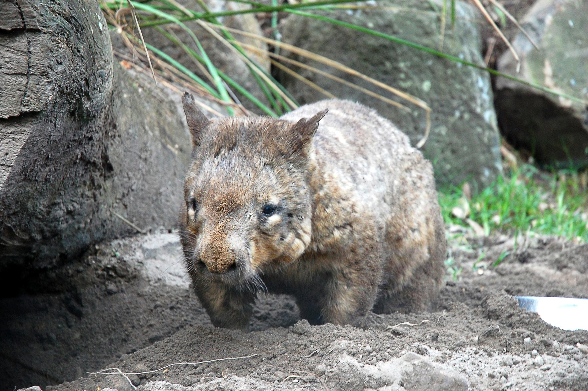 Currumbin Wildlife Sanctuary Ticket - Thumbnail 3