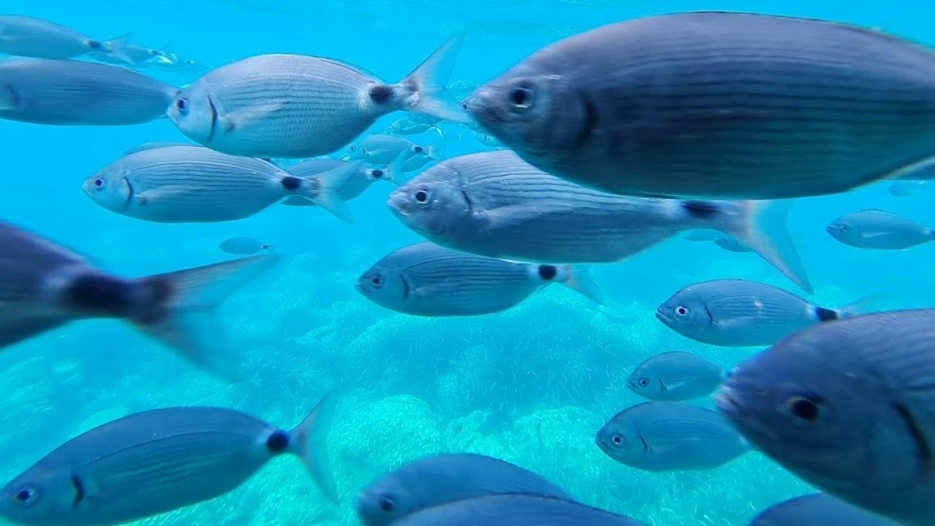 Glass-bottom boat trip experience in Cap Norfeu  - Thumbnail 4