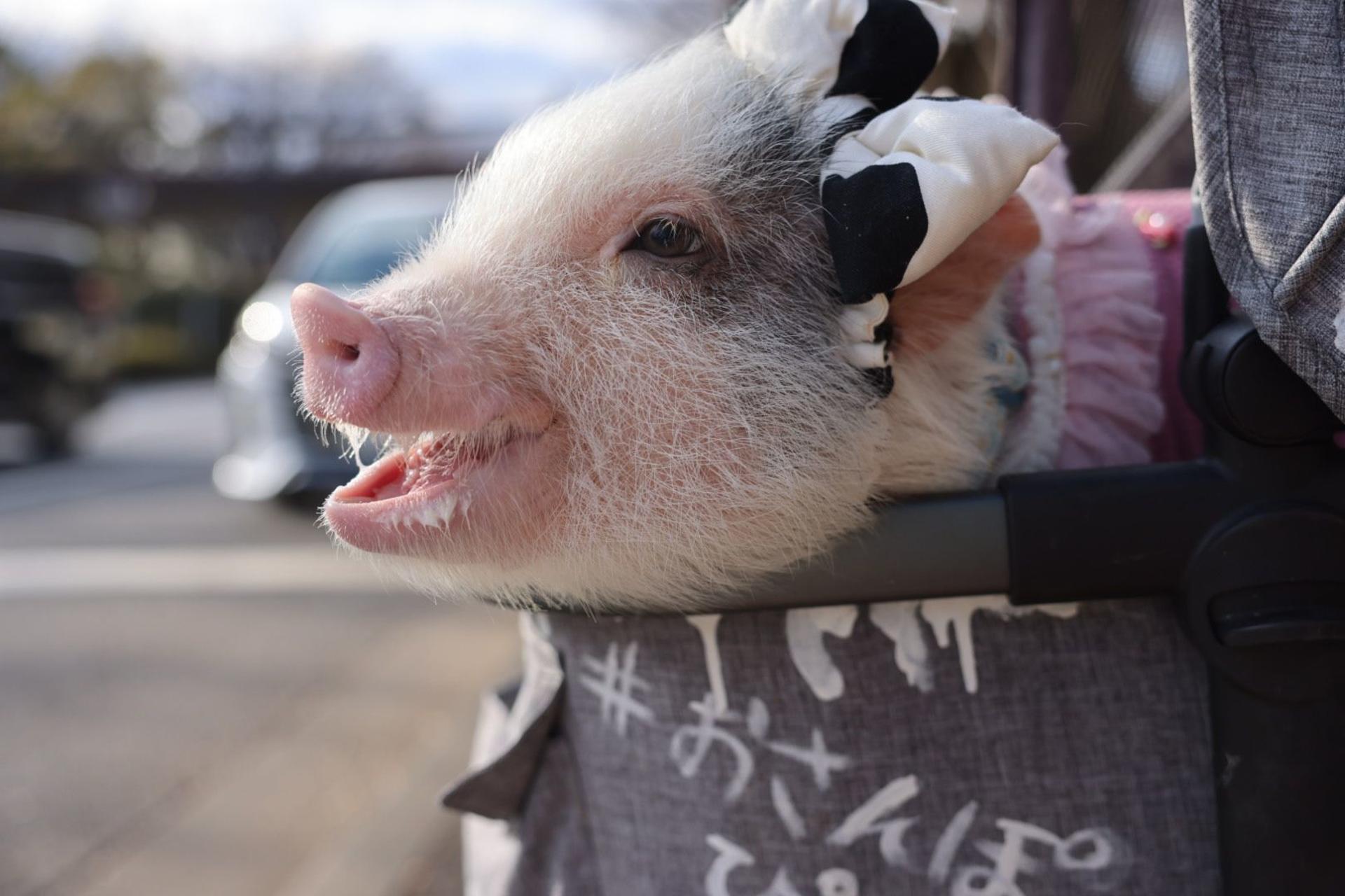Private Room Micro Pig Cafe with Piglet Interaction and Snack Feeding Experience (Tokyo, Kichijoji) - Thumbnail 6