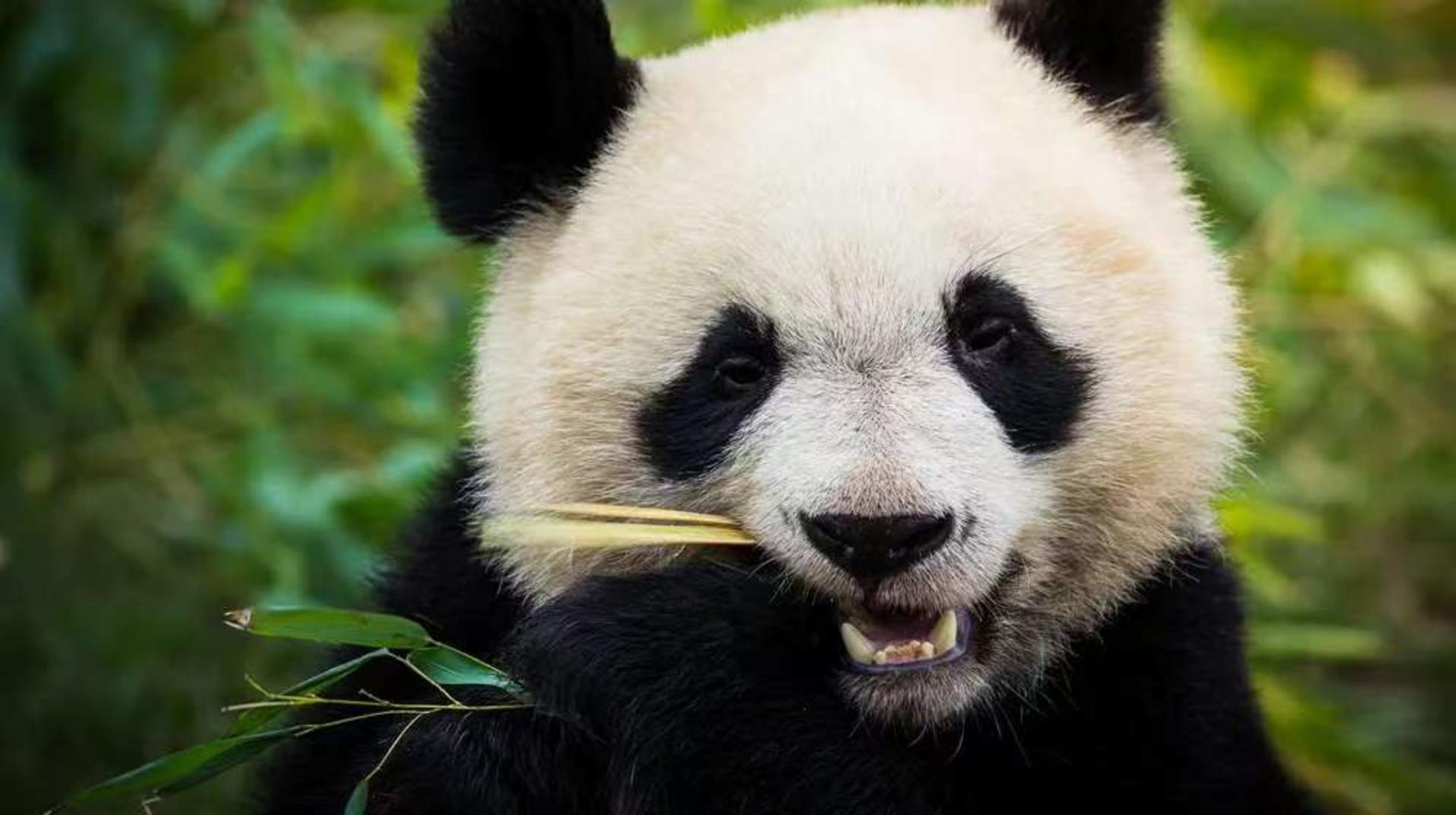 Dujiangyan + Panda Valley 1-Day Tour | Multilingual options available (Chinese / English / Russian / French / Japanese / Korean / Thai / Vietnamese) - Thumbnail 2