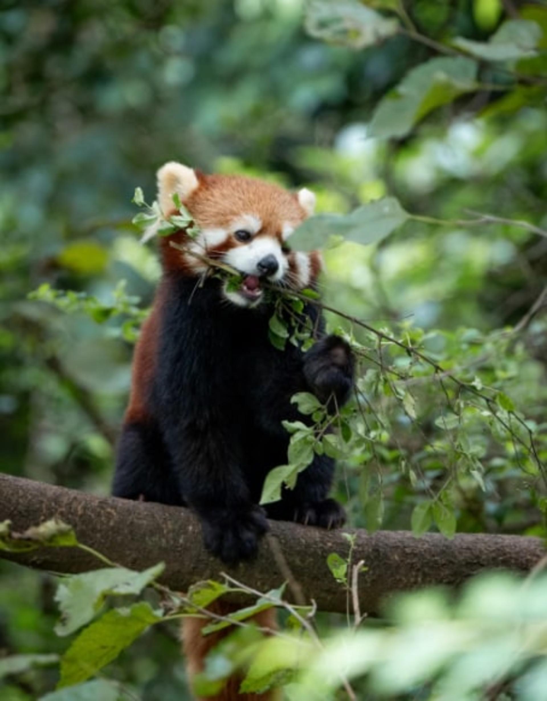 One-Day Tour to Chengdu Research Base of Giant Panda Breeding and Sanxingdui Museum - Thumbnail 7