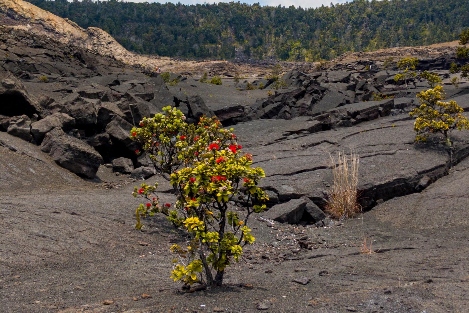 Hawaii Volcanoes National Park Tour with Audio Guide - Thumbnail 4