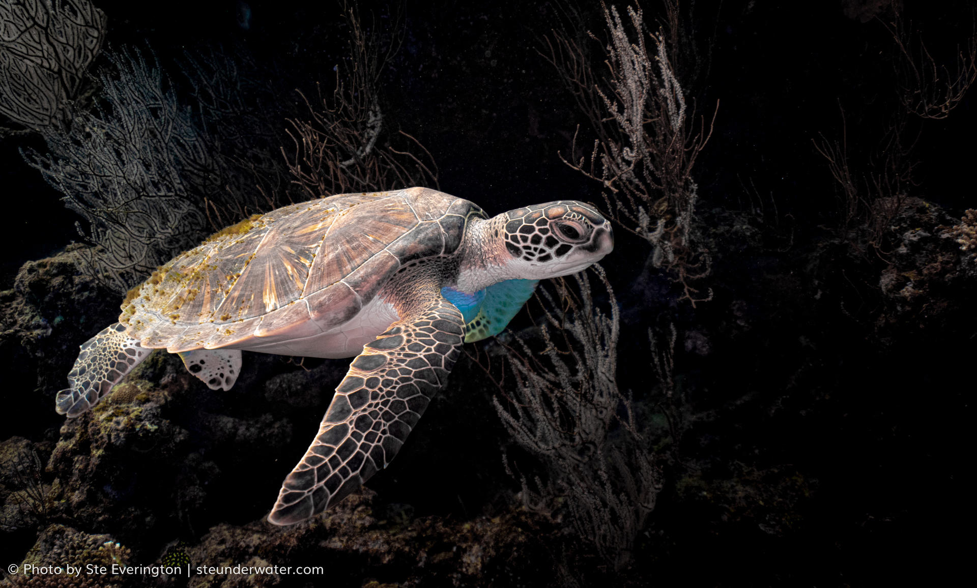 Fiji Dive Delight: Refresh & Explore Giant Clams at Tokoriki Wall - Thumbnail 10