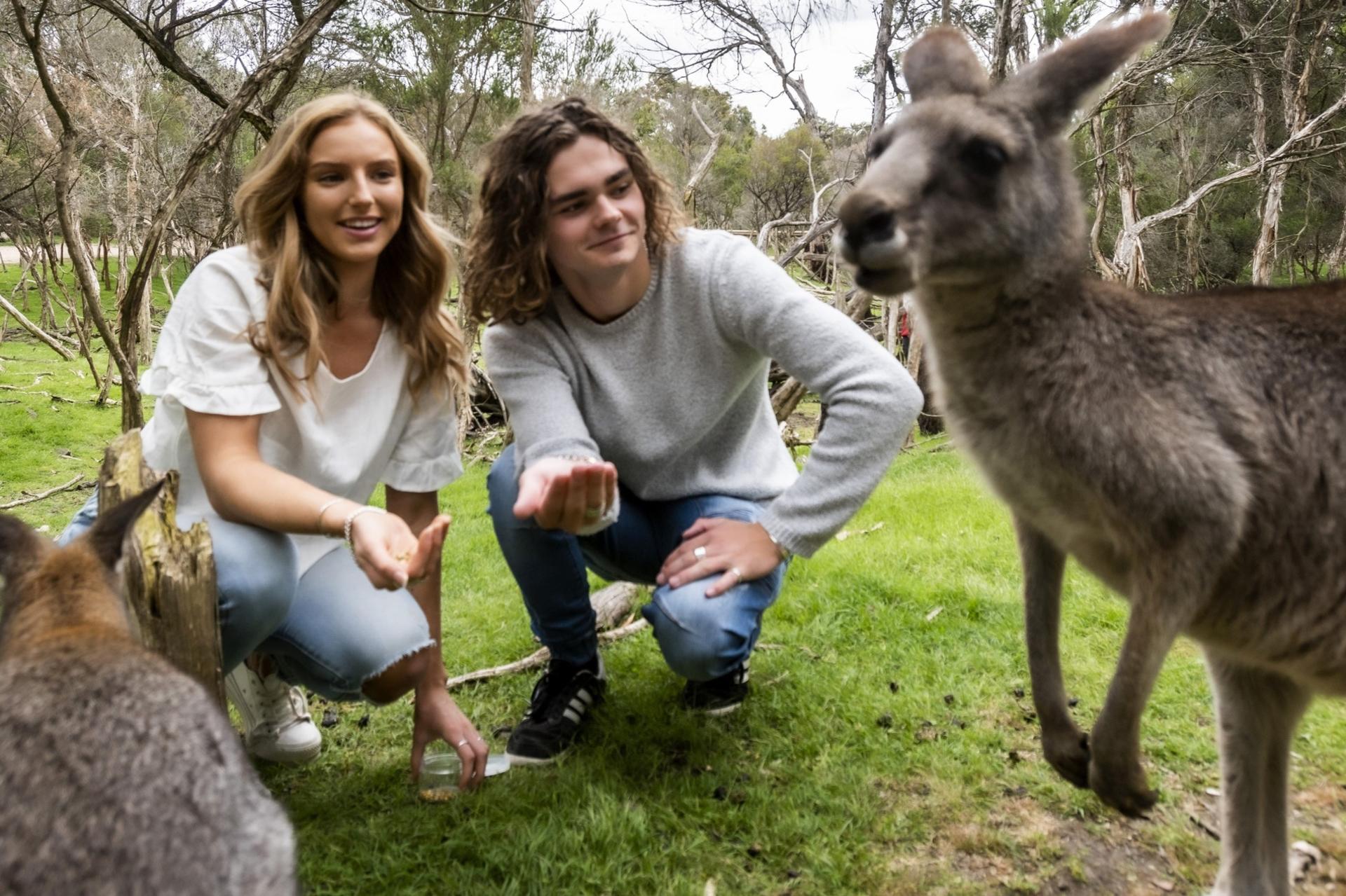 Phillip Island Wildlife & Brighton Beach Boxes Tour	 - Thumbnail 8