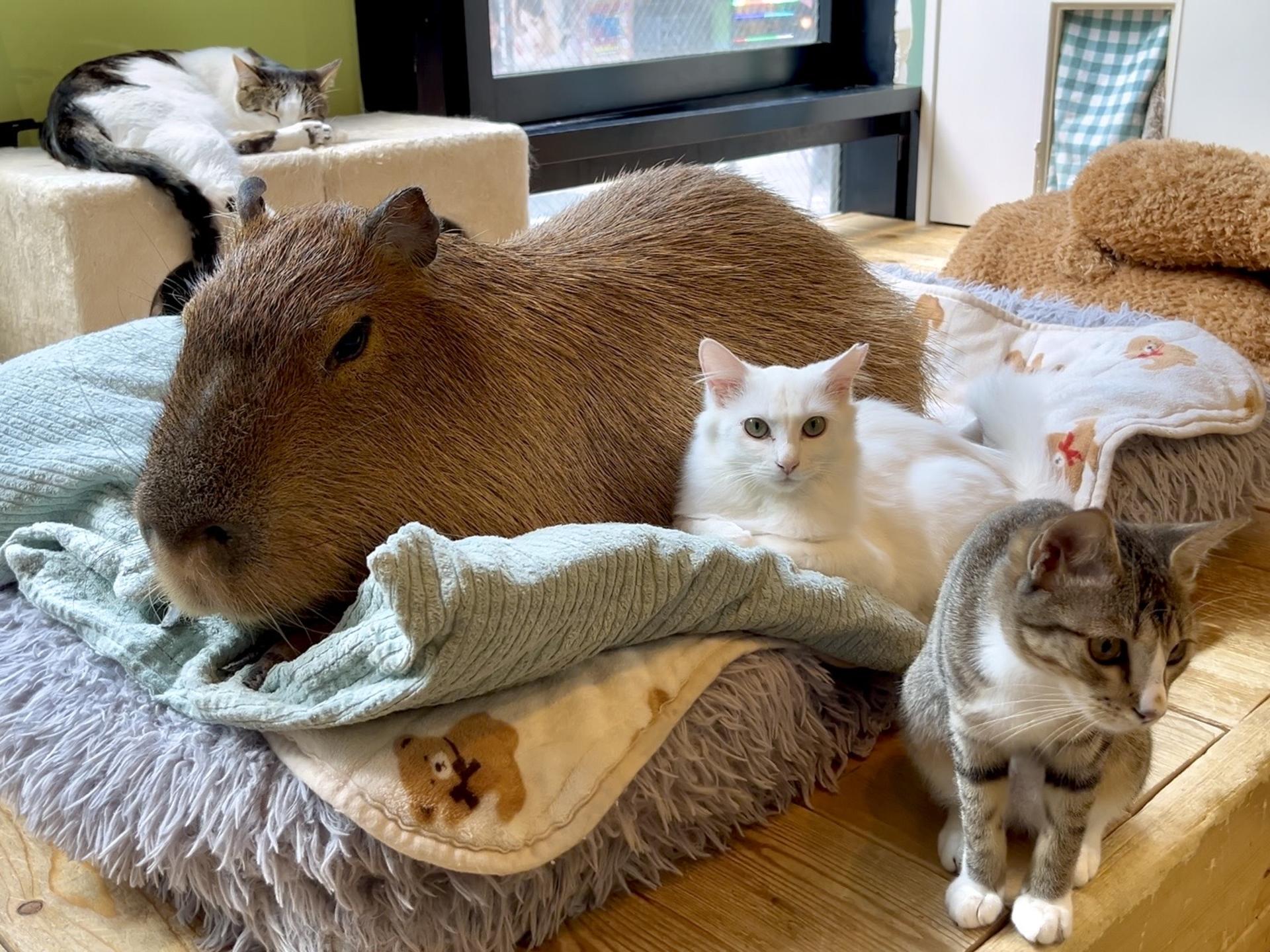 Cozy Cat Therapy in Kichijoji: Hang Out with Rescued Cats in Tokyo - Image 1