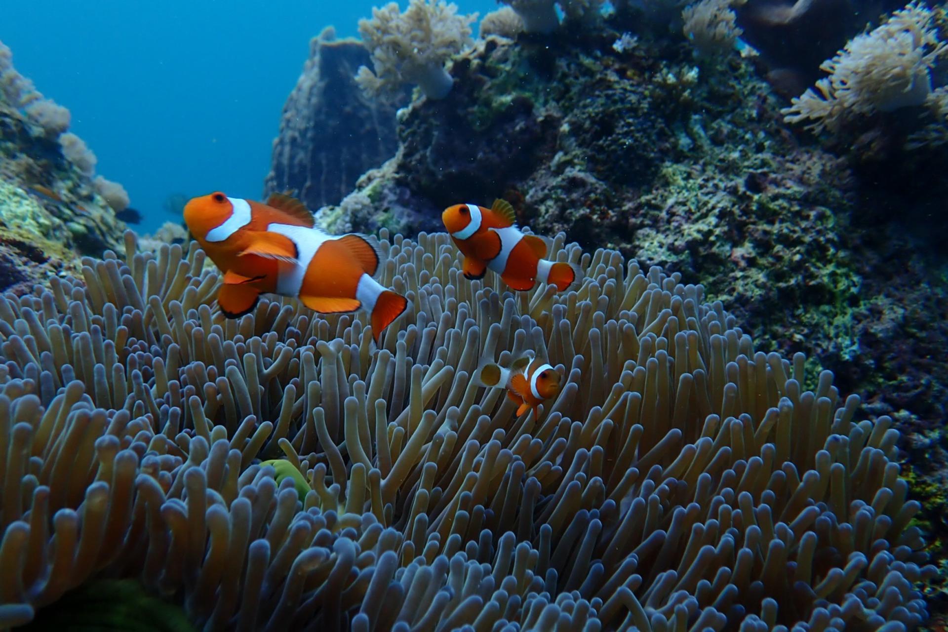 2-Day Open Water Diving Course at Longdong Bay from Taipei - Thumbnail 4