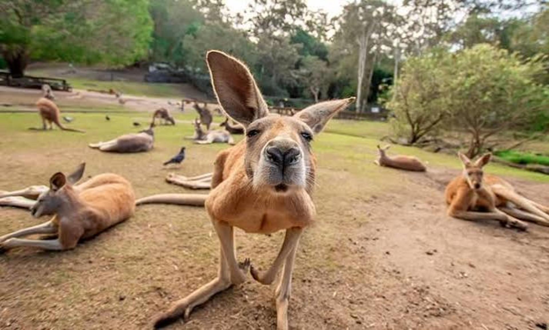 Gold Coast Currumbin Wildlife Sanctuary & Byron Bay Day Tour - Thumbnail 2