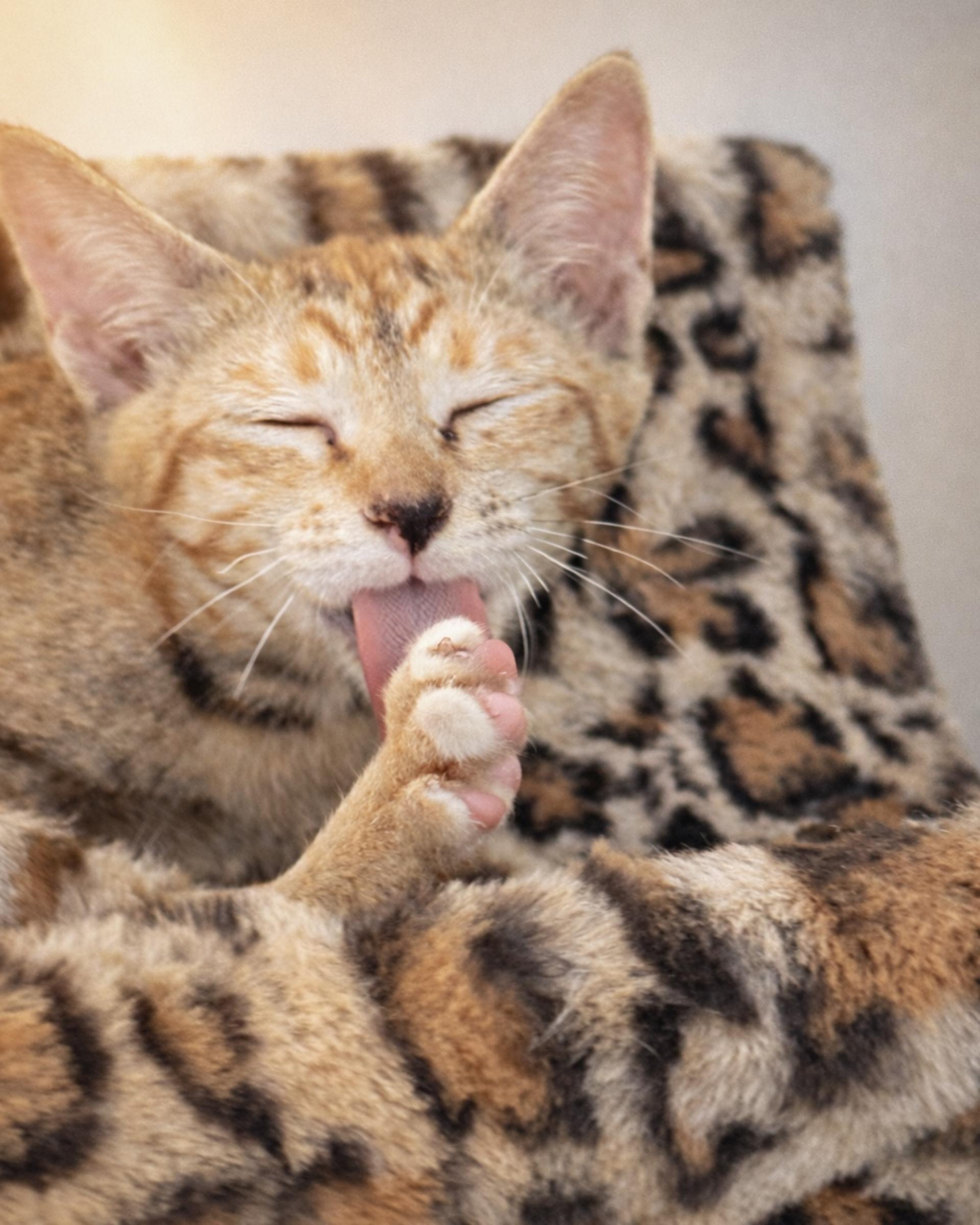 Asok Pethouse Cat Cafe, Bangkok (BTS Asok) - Thumbnail 2