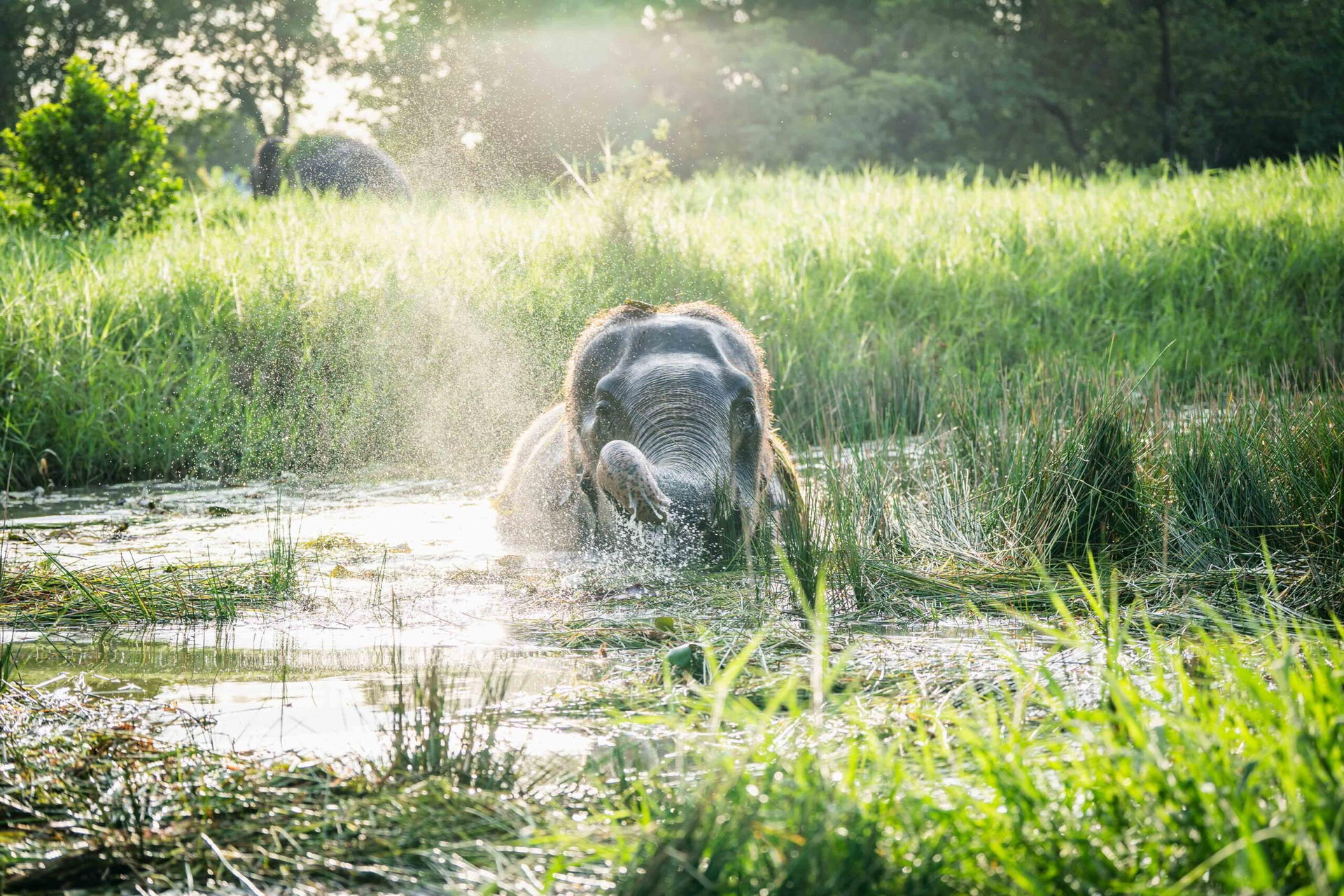 Love Elephant Sanctuary Bangkok Experience - Thumbnail 9