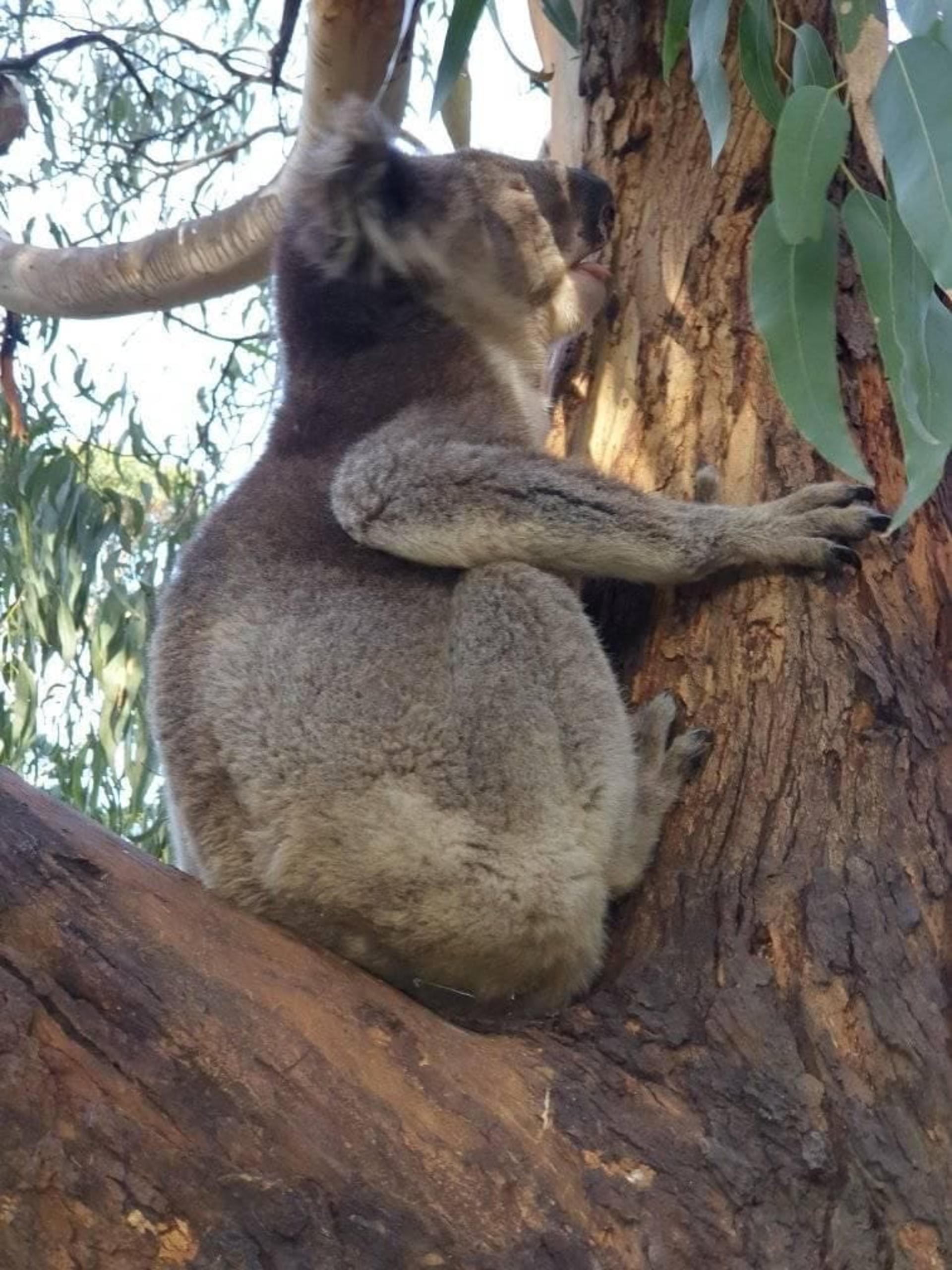 Melbourne: Private Yarra Valley Winery & Healesville Sanctuary Tours - Thumbnail 26