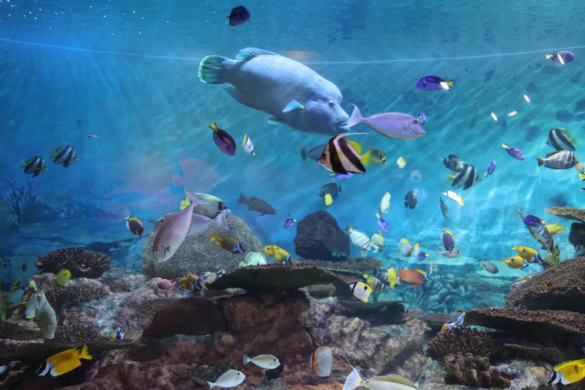 SEA LIFE COEX Seoul Aquarium Ticket - Thumbnail 7