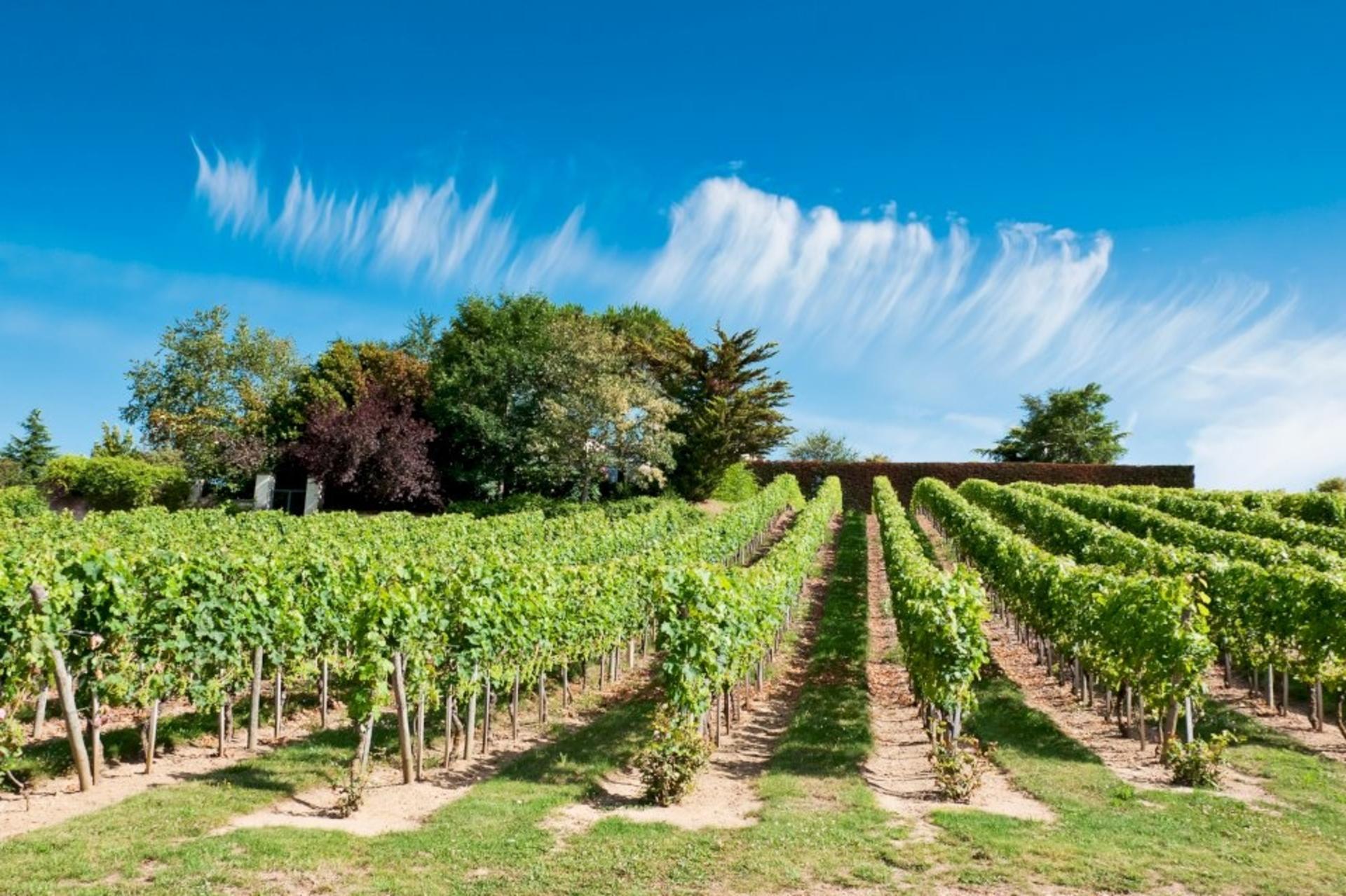 Loire Valley Full Day Wine Tour from Tours  - Thumbnail 6