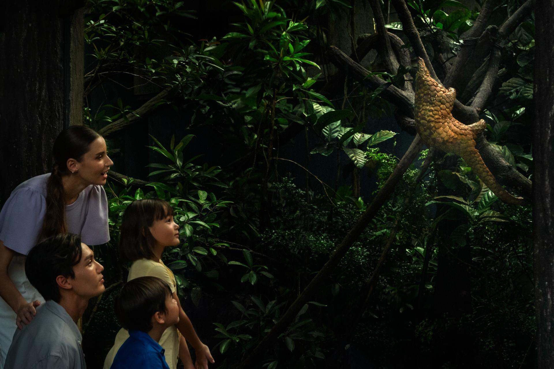 Night Safari Ticket | Mandai Wildlife Reserve, Singapore - Thumbnail 19
