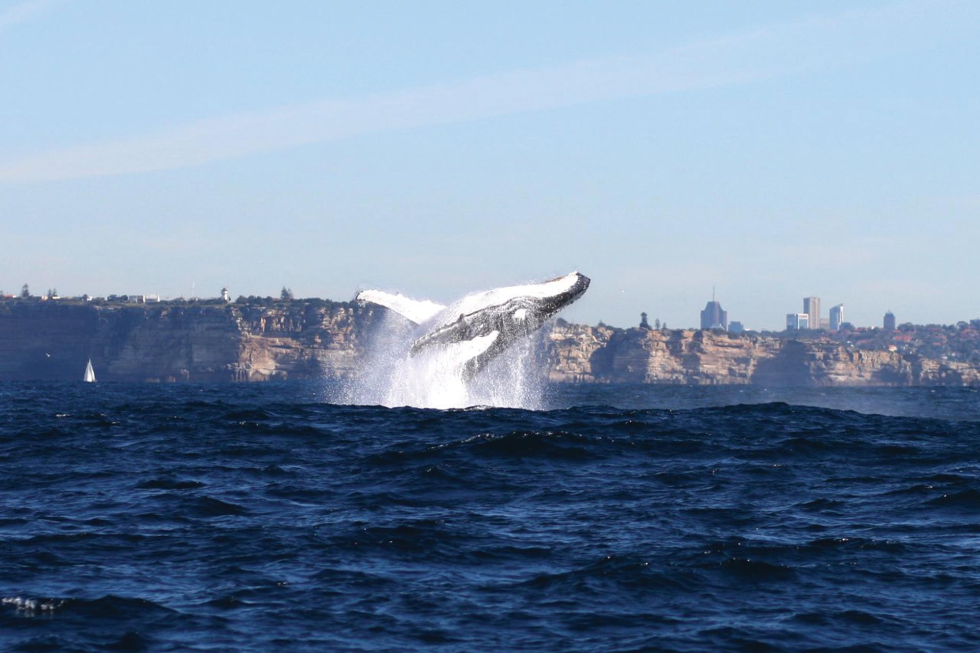 Sydney Whale Watching Cruise by Captain Cook - Thumbnail 2