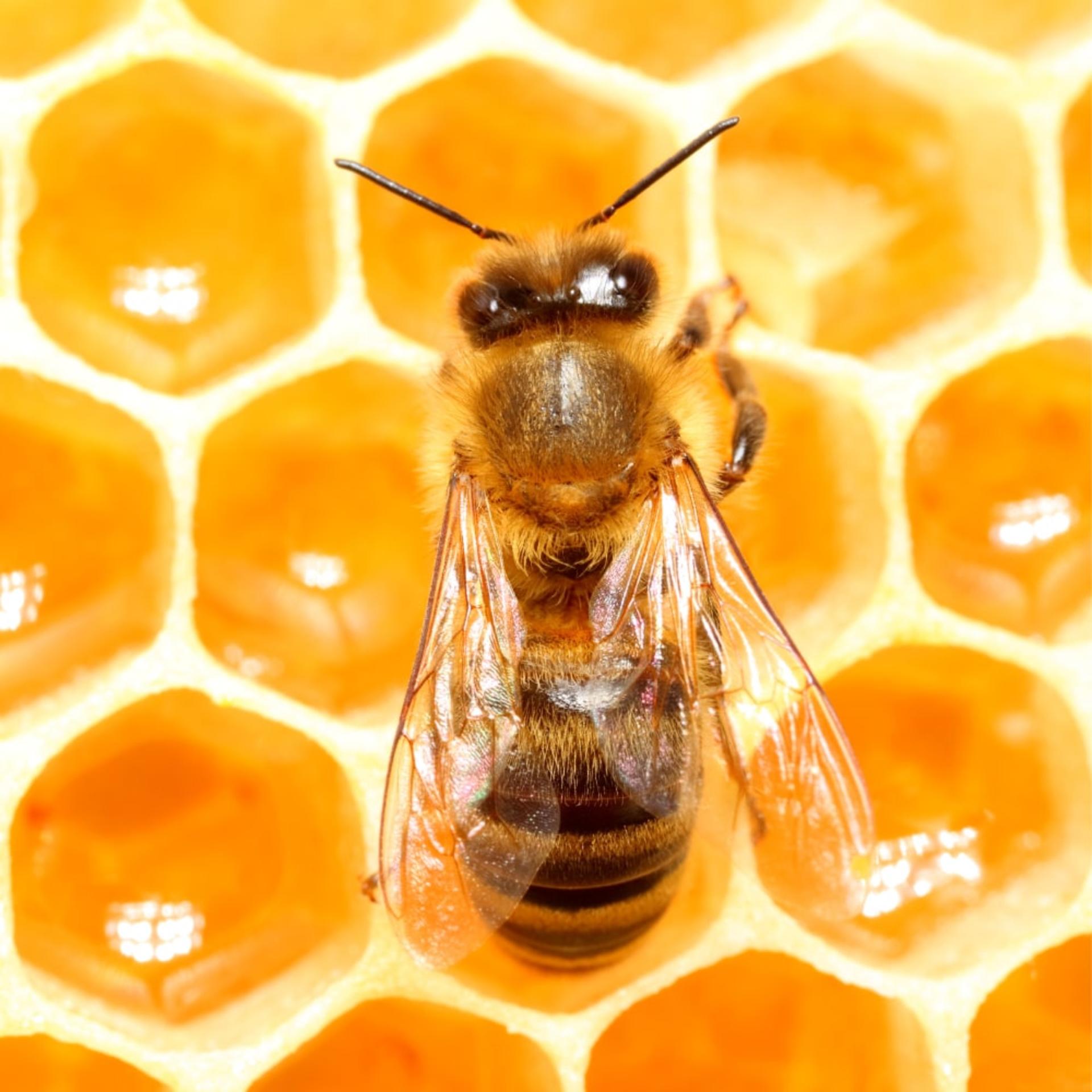 Honeybee Discovery Session - Thumbnail 6