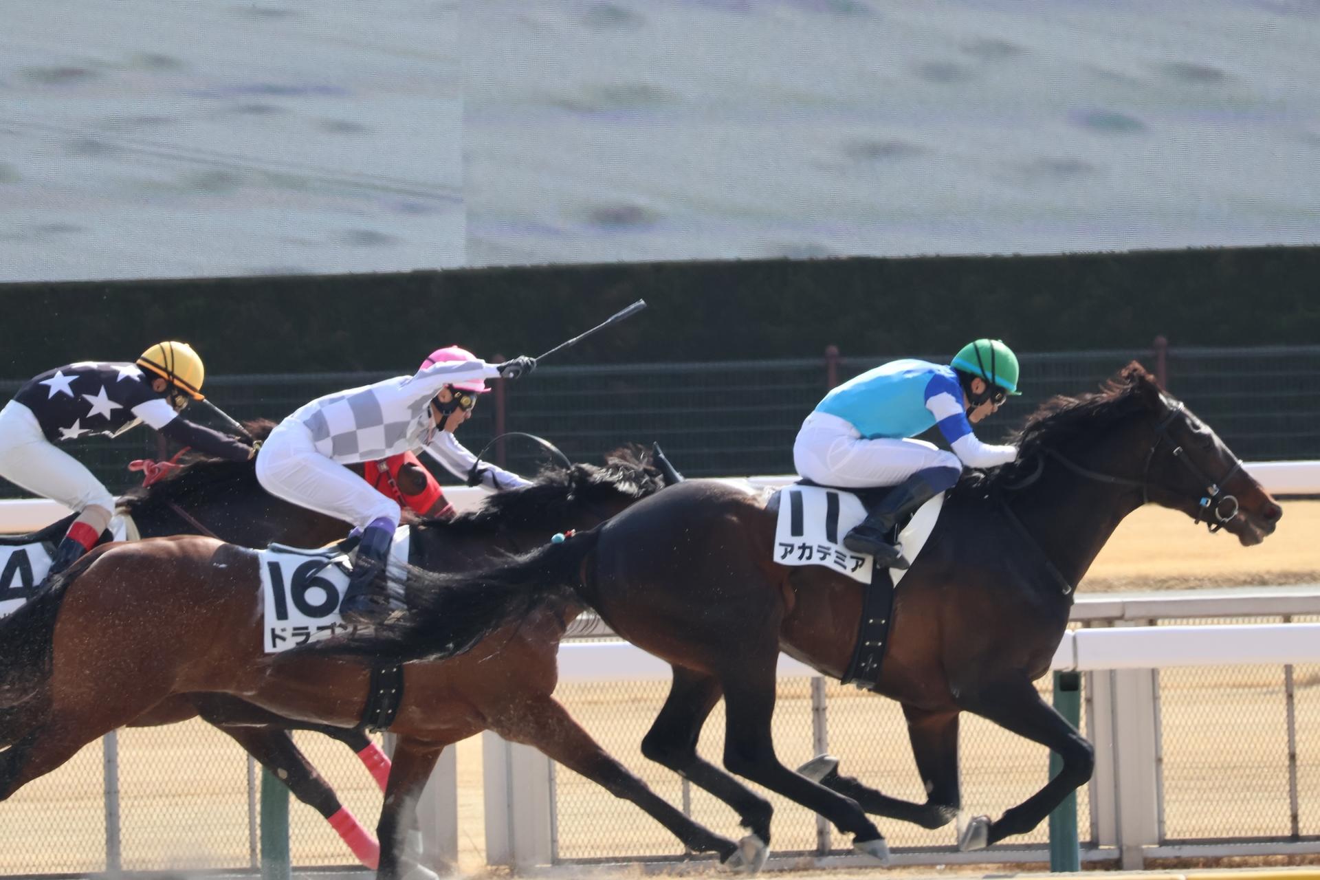 Tokyo Horse Racing Activity - Thumbnail 3