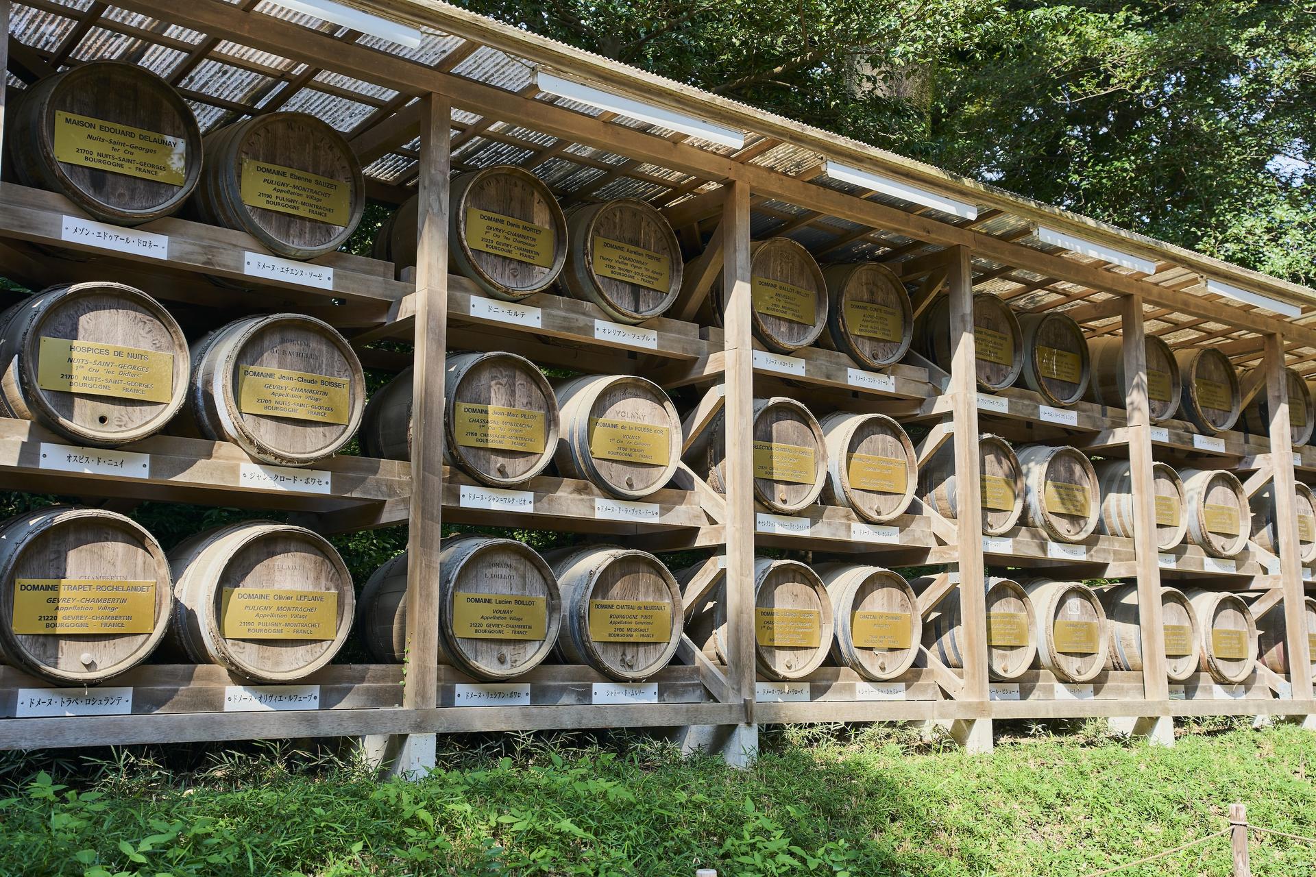 Tokyo: Meiji Shrine Walking Tour - Shintoism & Imperial System - Thumbnail 24