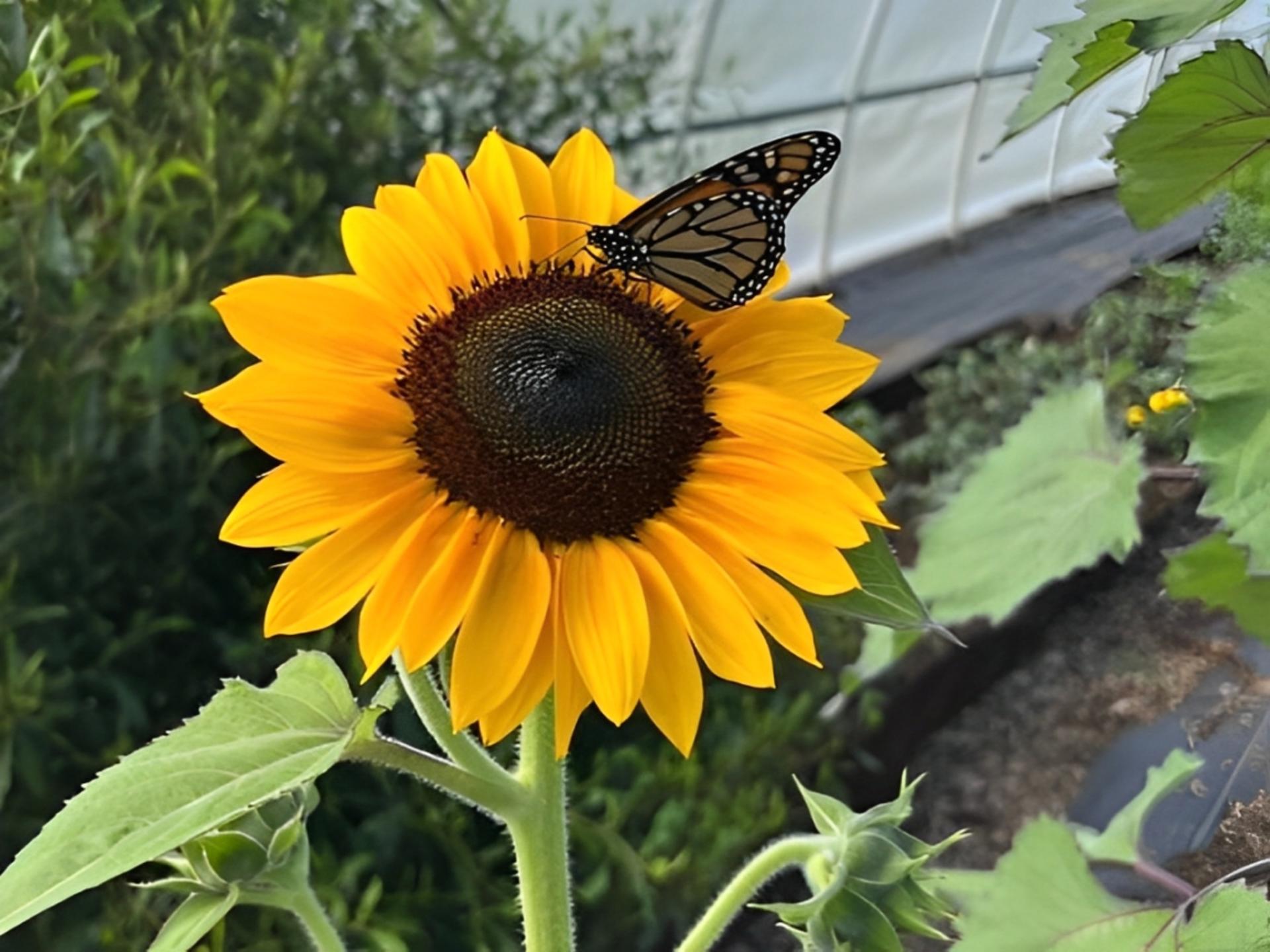 Haiku Butterfly Garden Tour - Thumbnail 2
