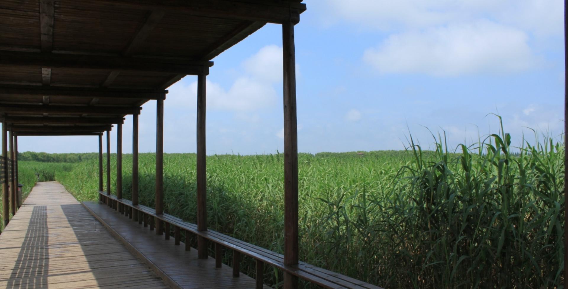 Chongming Island Whole Day Cycling Tour from Shanghai - Thumbnail 4