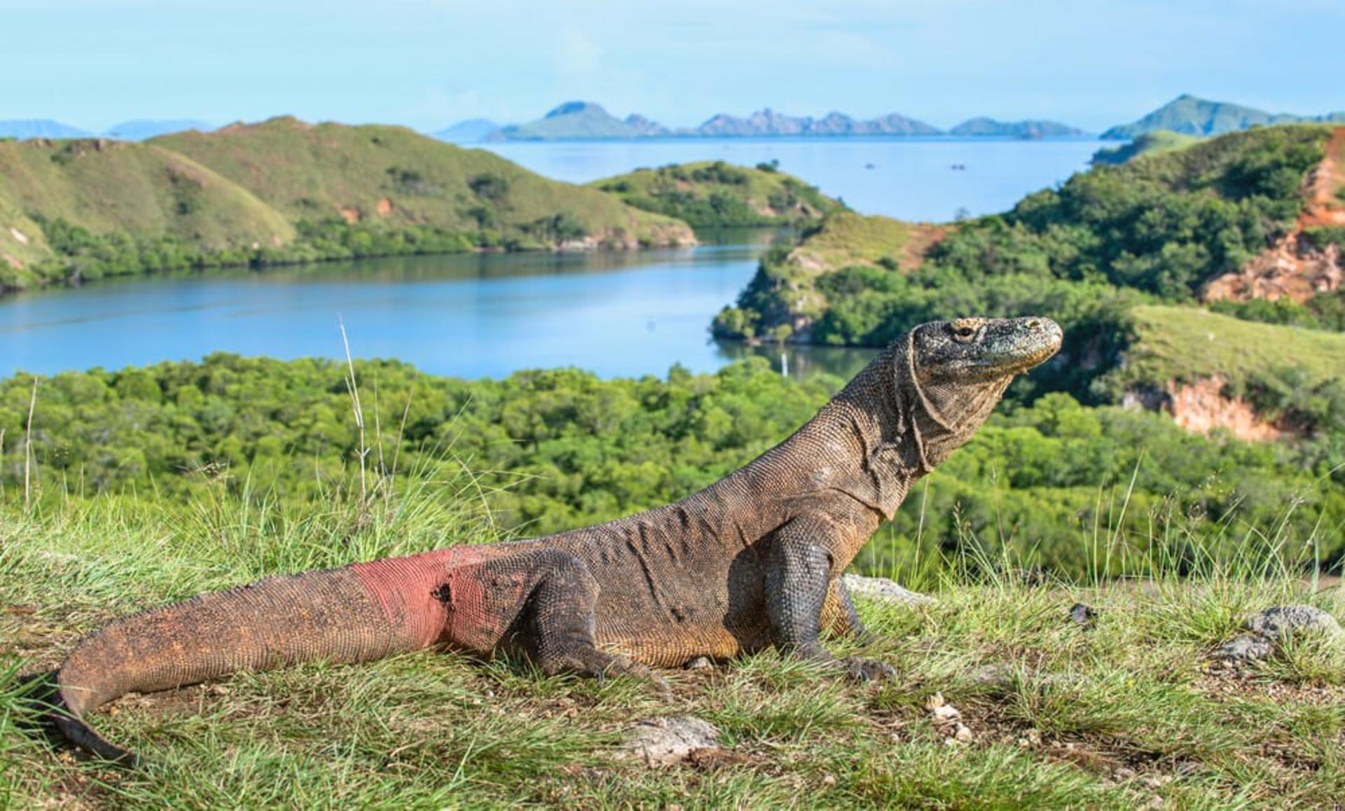 Dahayu Phinisi Sailing Komodo Liveaboard Labuan Bajo - Thumbnail 11