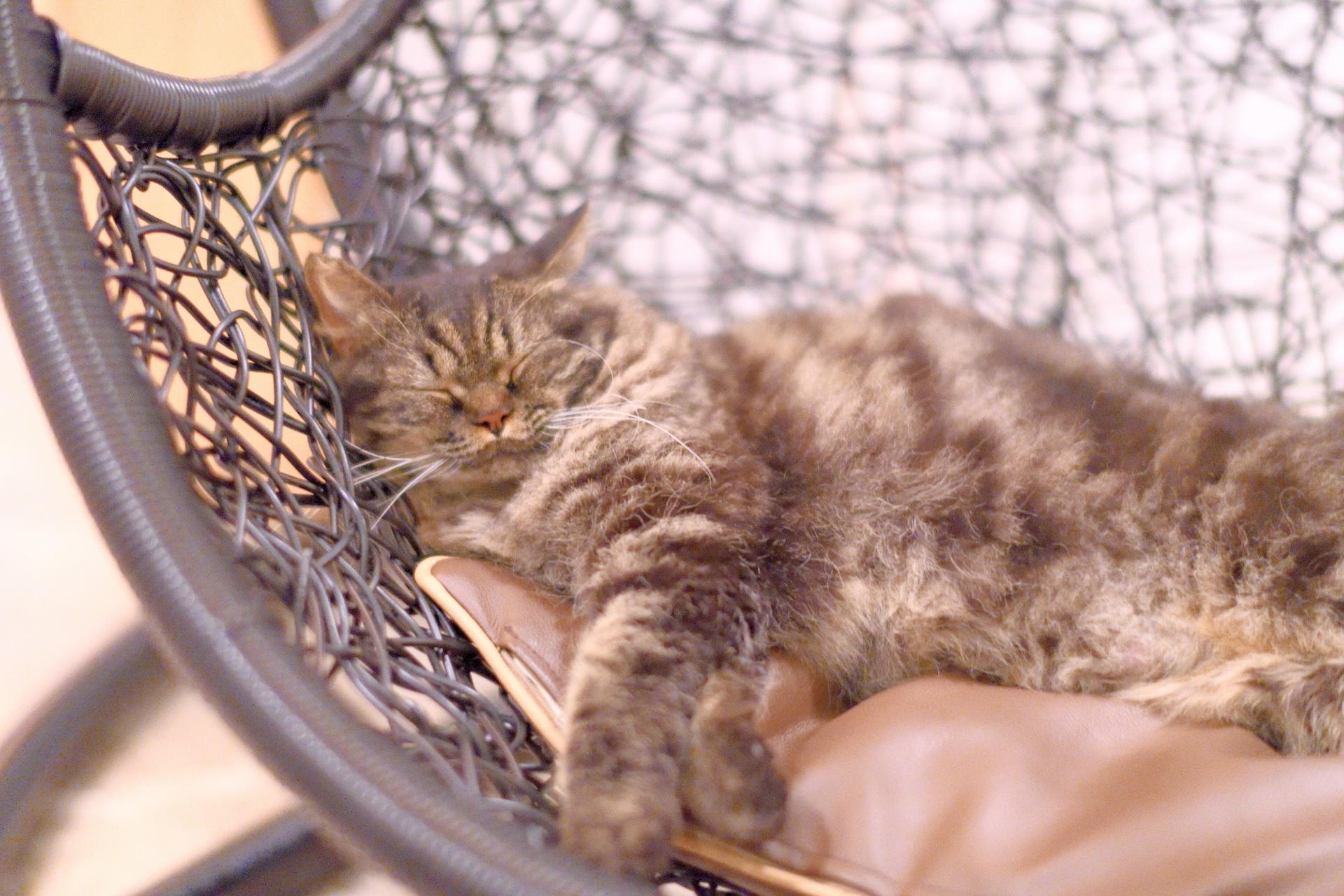 Cat Cafe MOCHA in Shinjuku - Thumbnail 6
