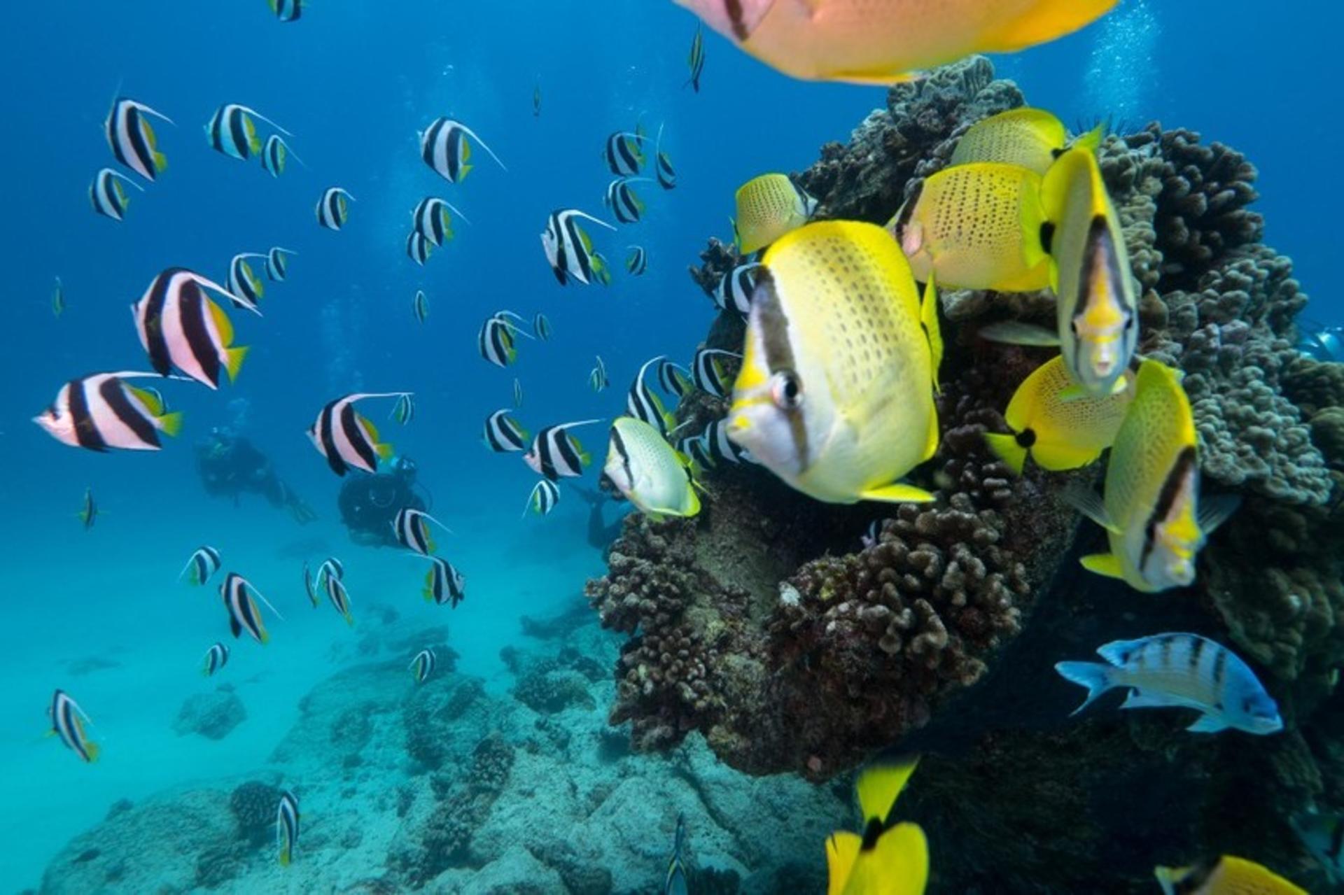 Wreck and Reef Tour in Oahu - Thumbnail 6