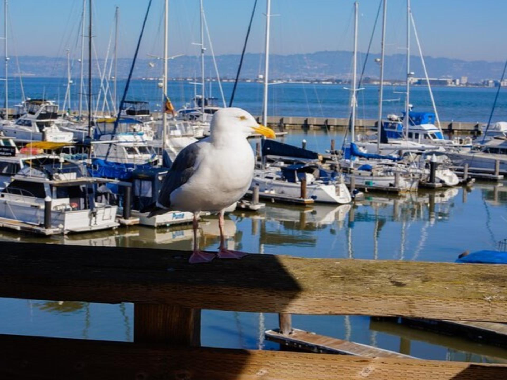 Fisherman's Wharf and Pier 39 Maritime Food Tour in San Francisco - Thumbnail 6