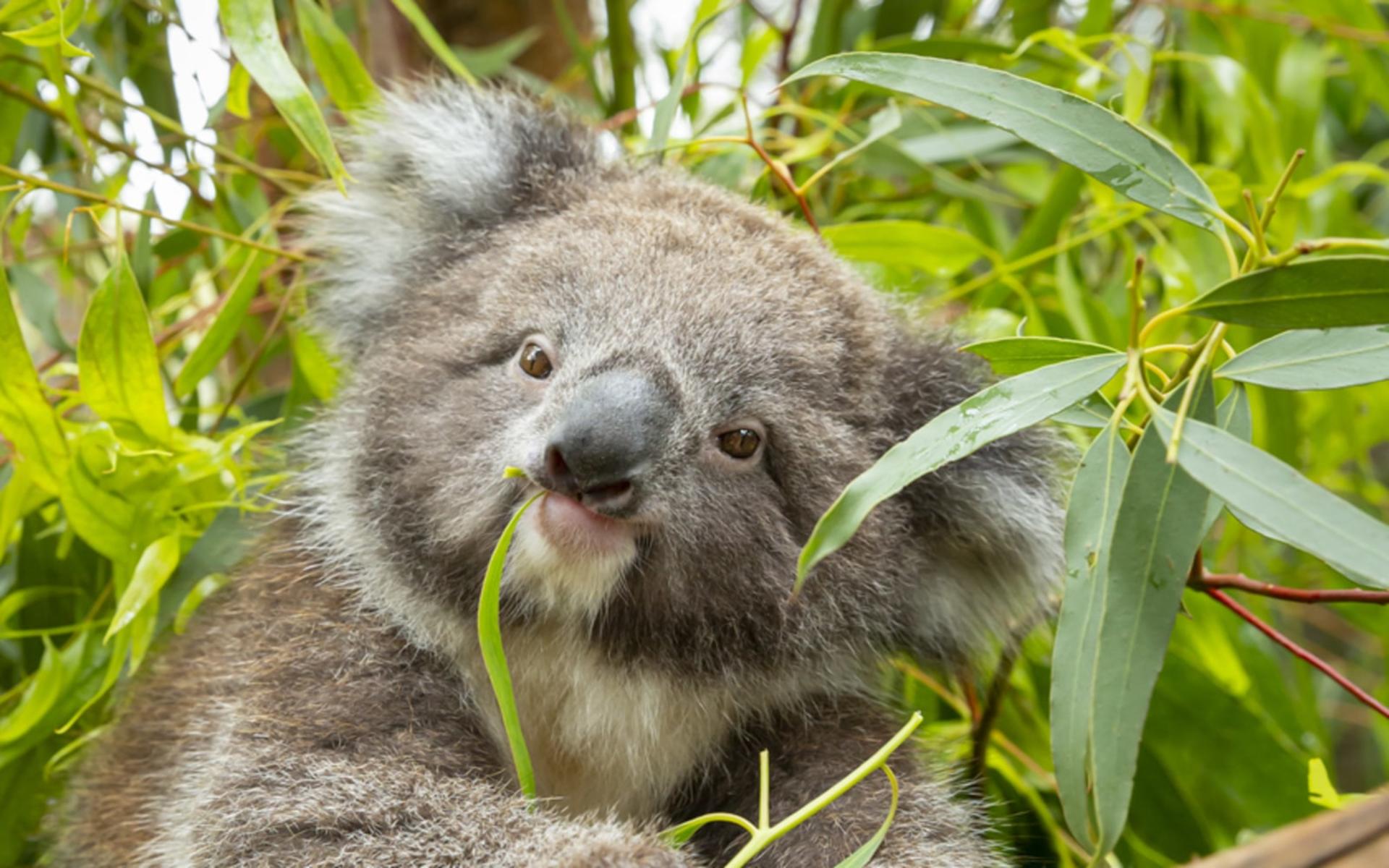 Melbourne Zoo Ticket  - Thumbnail 18