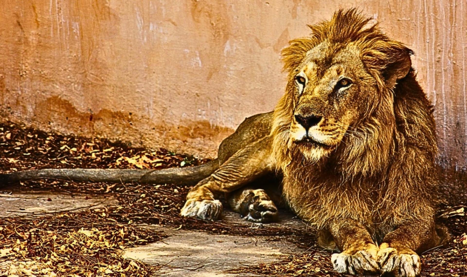 Lion Park Istanbul Zoo Ticket - Thumbnail 5