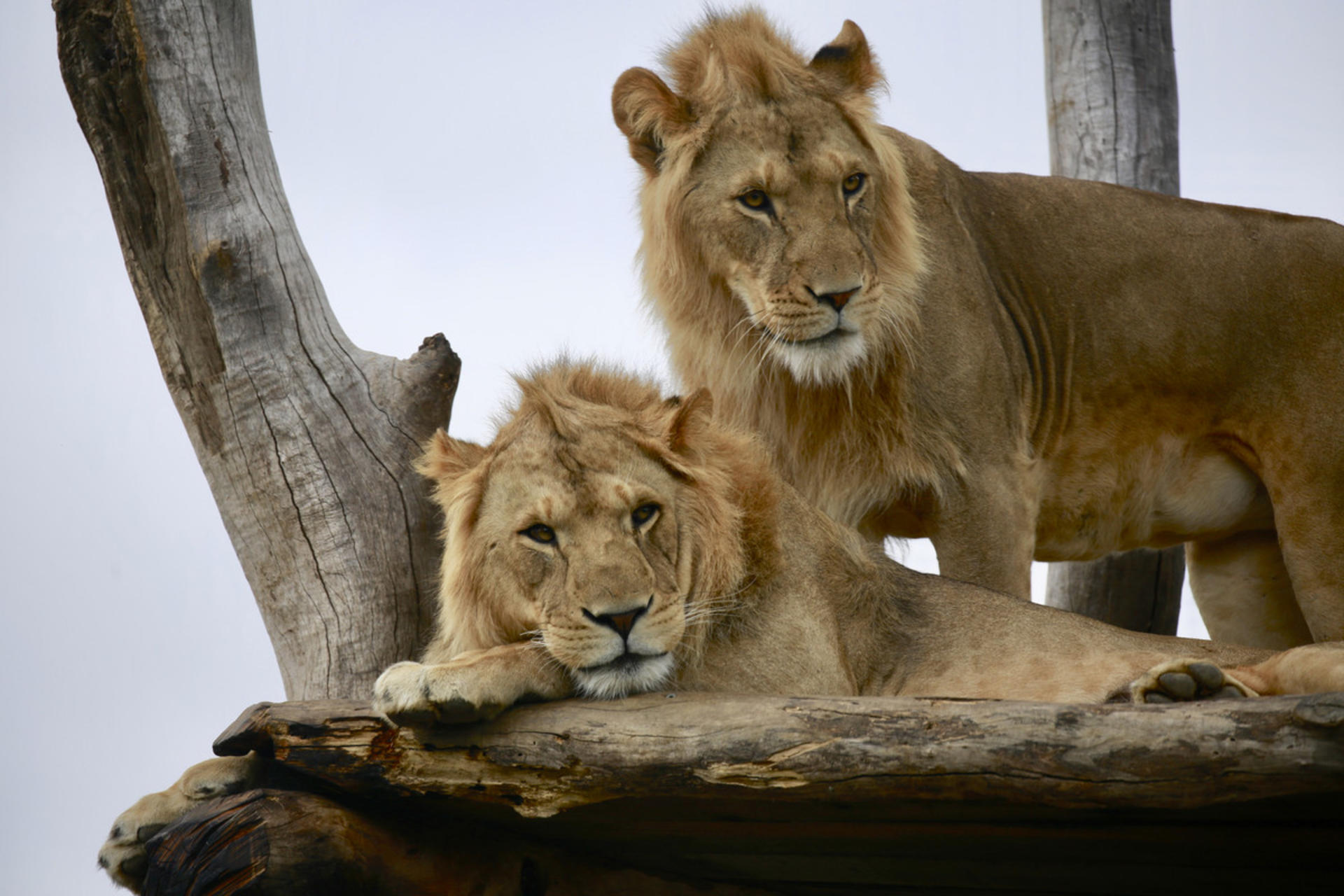 Melbourne Zoo Ticket  - Thumbnail 14