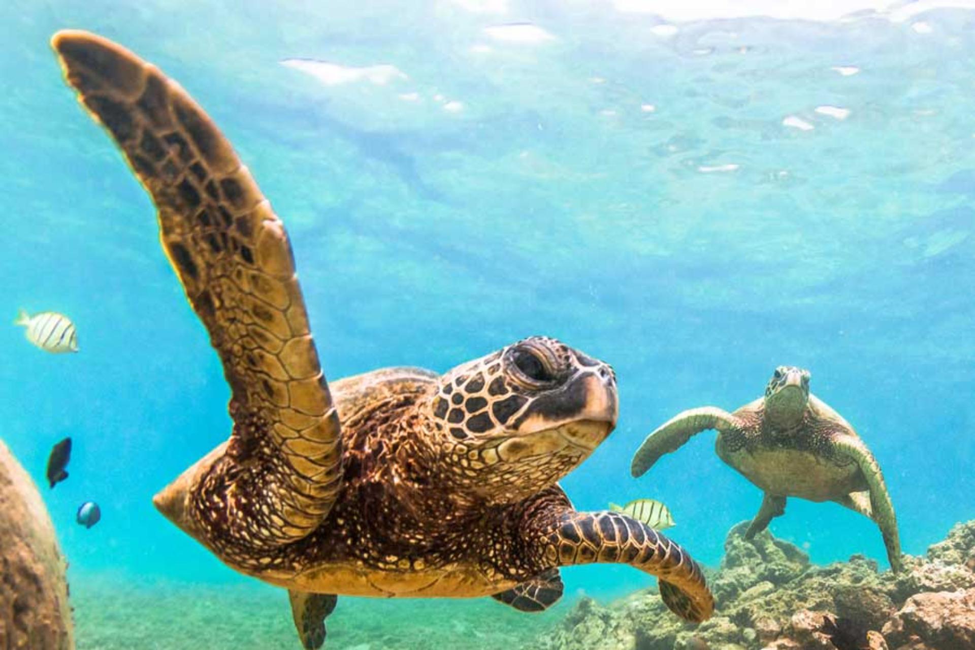 Morning Waikiki Turtle Snorkel and Sail Experience - Thumbnail 2