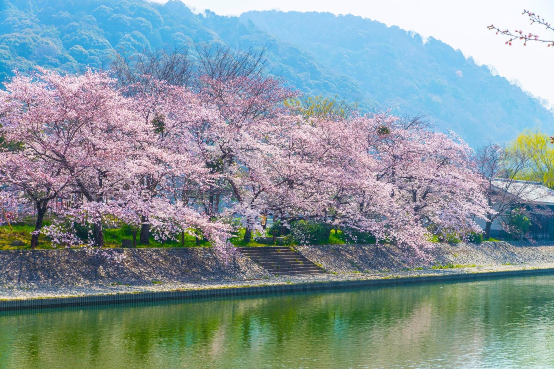 Kyoto & Uji World Heritage One-Day Tour: Kinkaku-ji Temple & Kiyomizu-dera Temple & Byodo-in Temple & Uji Matcha Food Street (Departing from Osaka or Kyoto) - Thumbnail 53