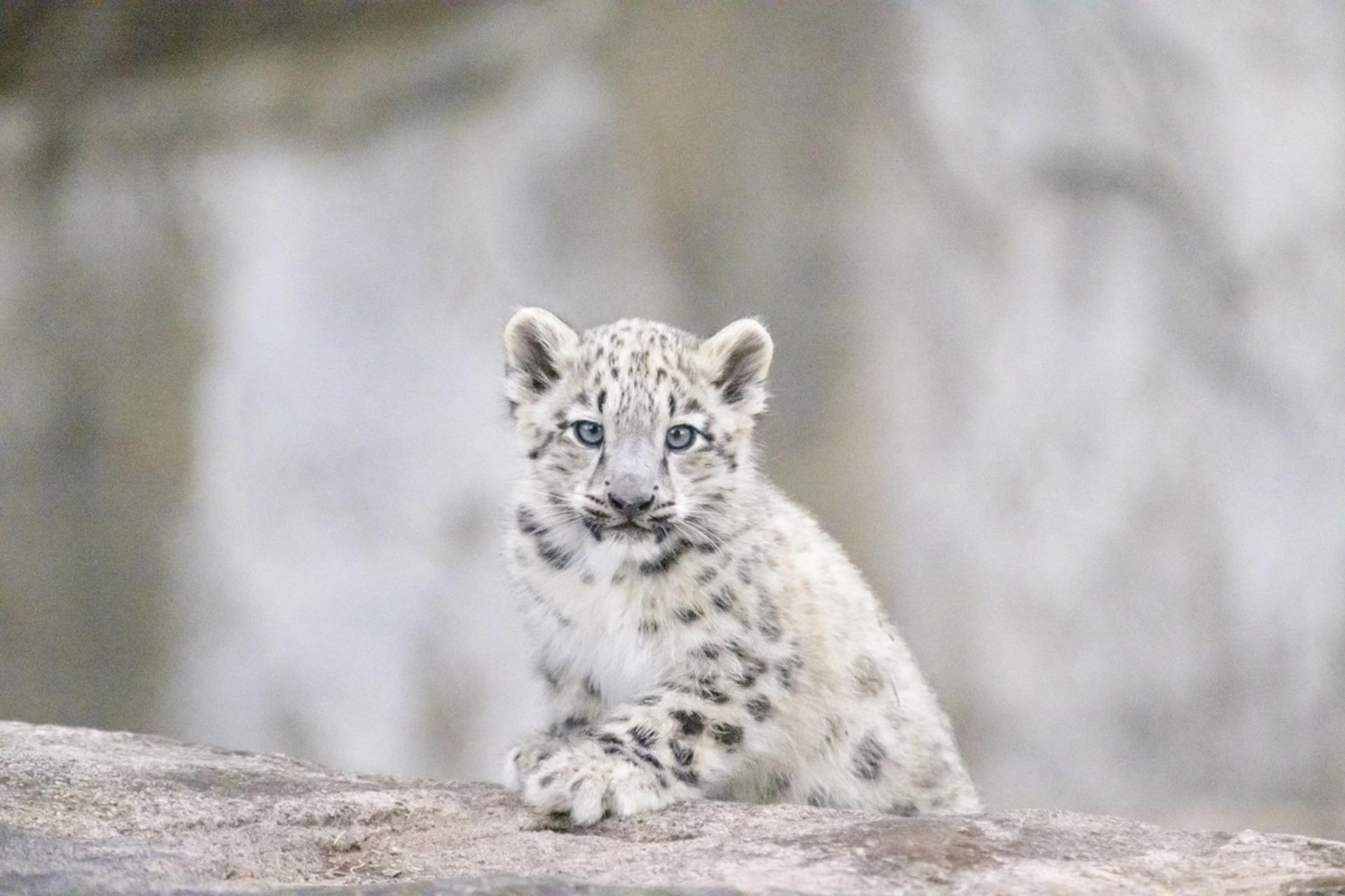 Melbourne Zoo Ticket  - Thumbnail 21