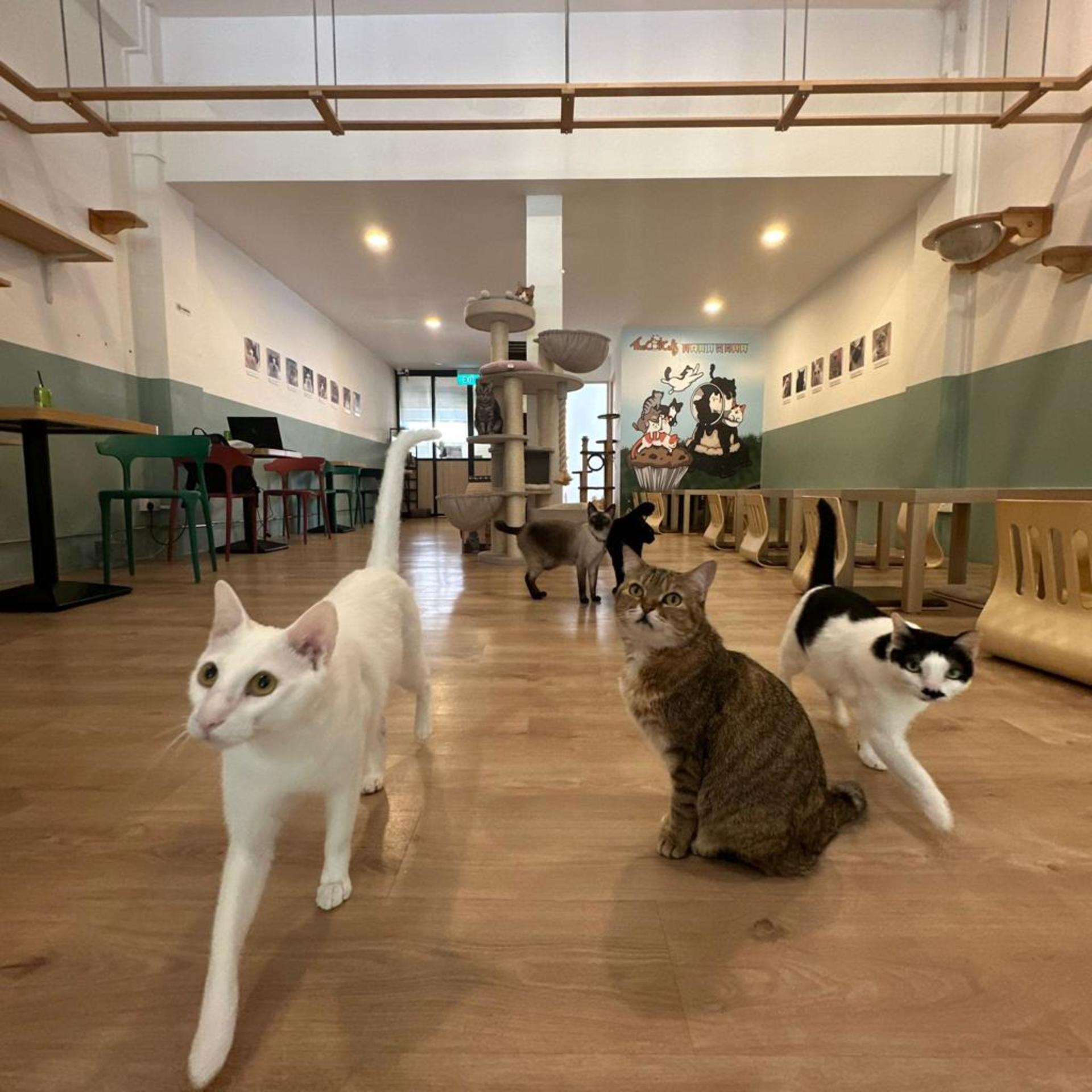The Cat Cafe in Singapore  - Thumbnail 5