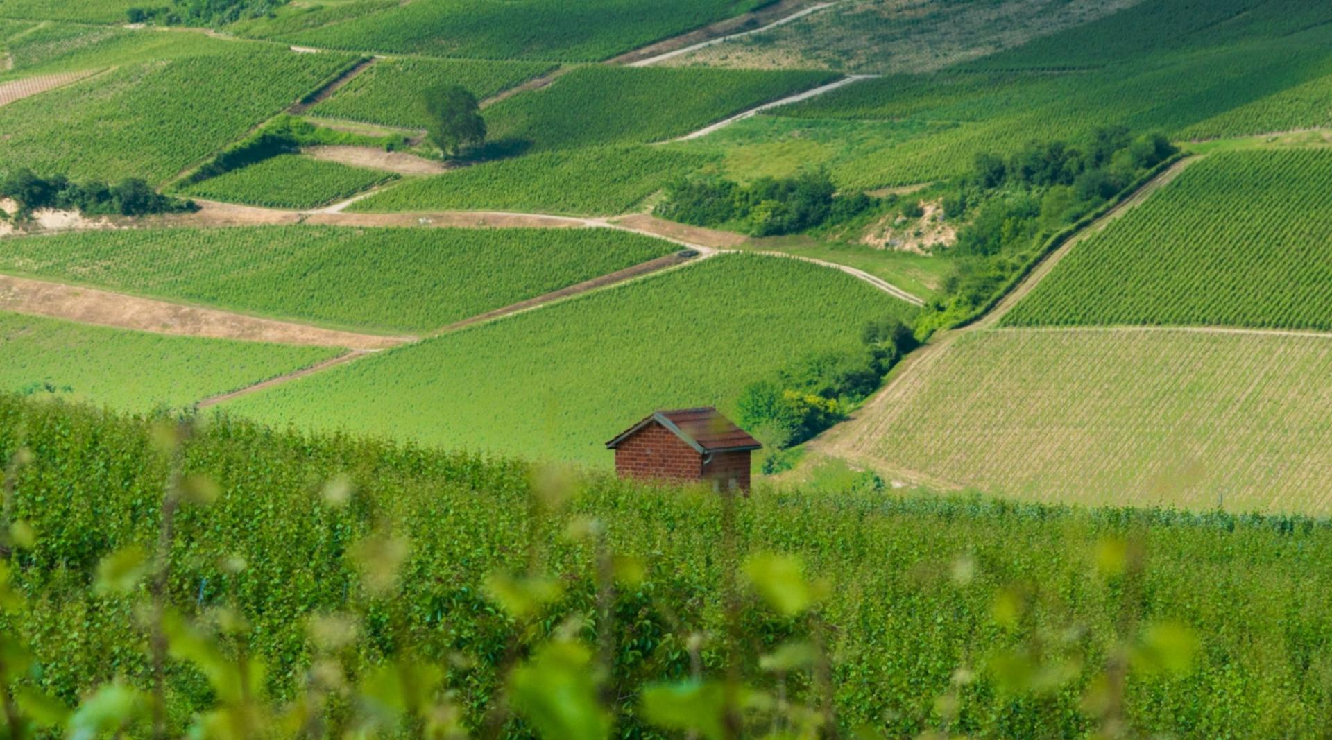 Champagne Region Day Tour with Wine Tastings from Paris  - Thumbnail 2