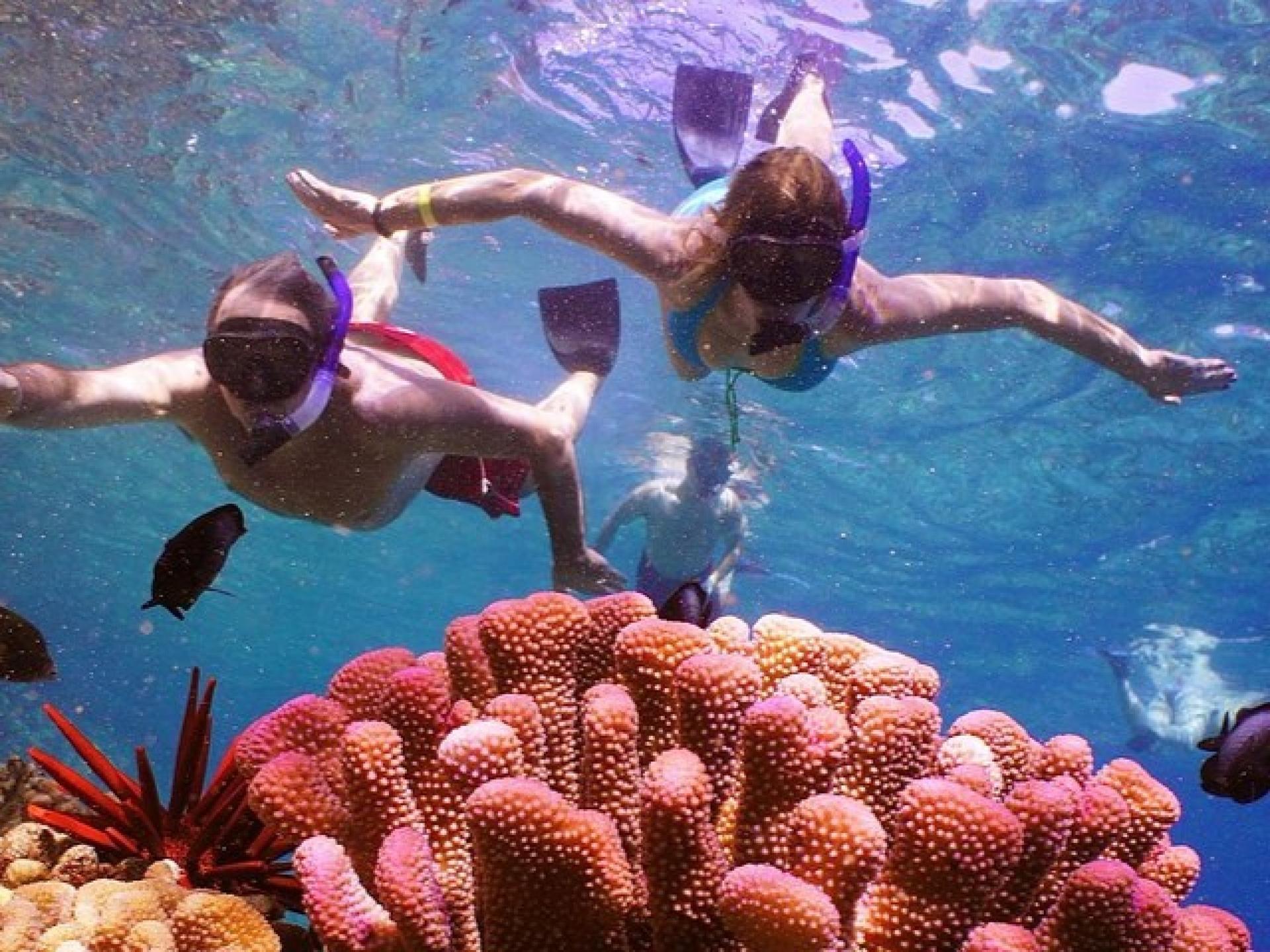 Maui: Molokini Crater and Turtle Town Snorkeling - Thumbnail 6