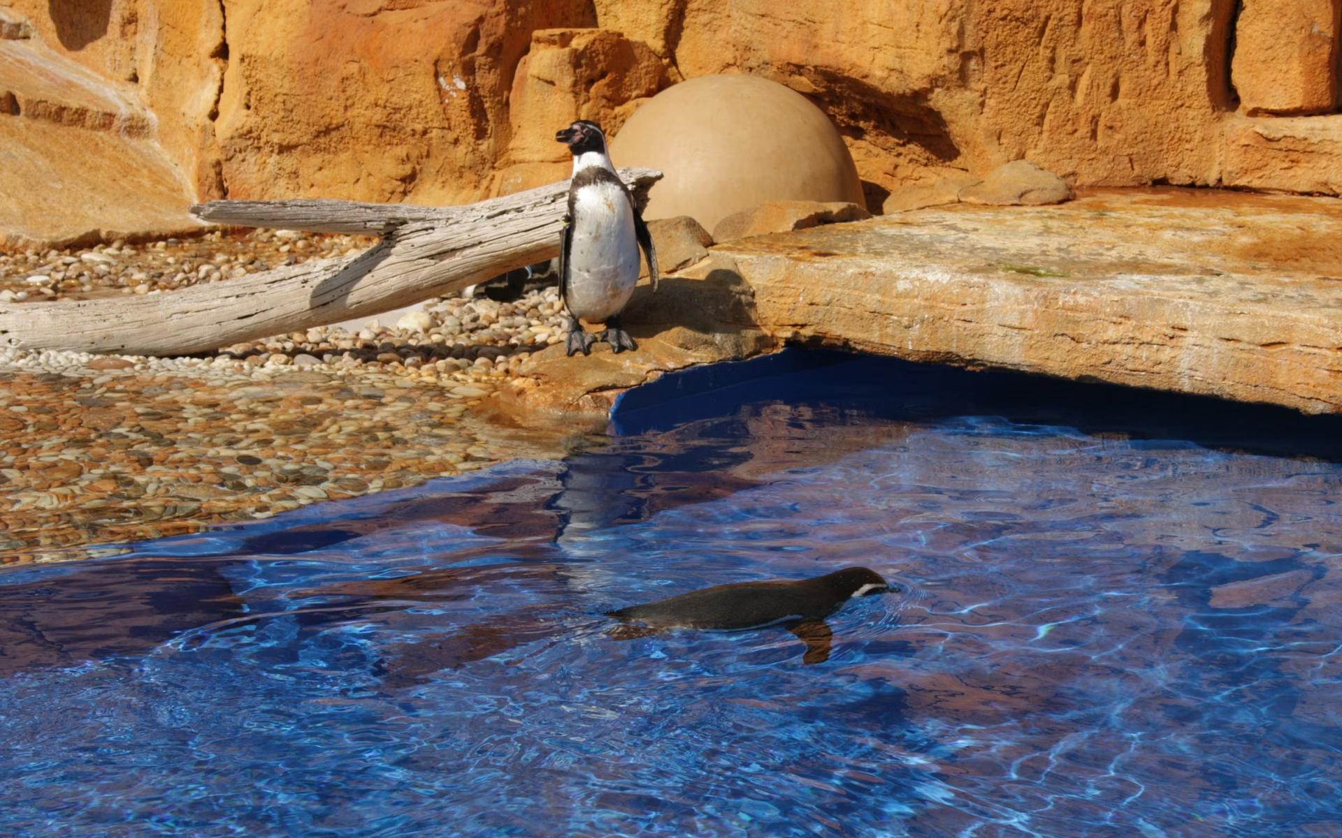 Marineland Mallorca ticket - Thumbnail 4