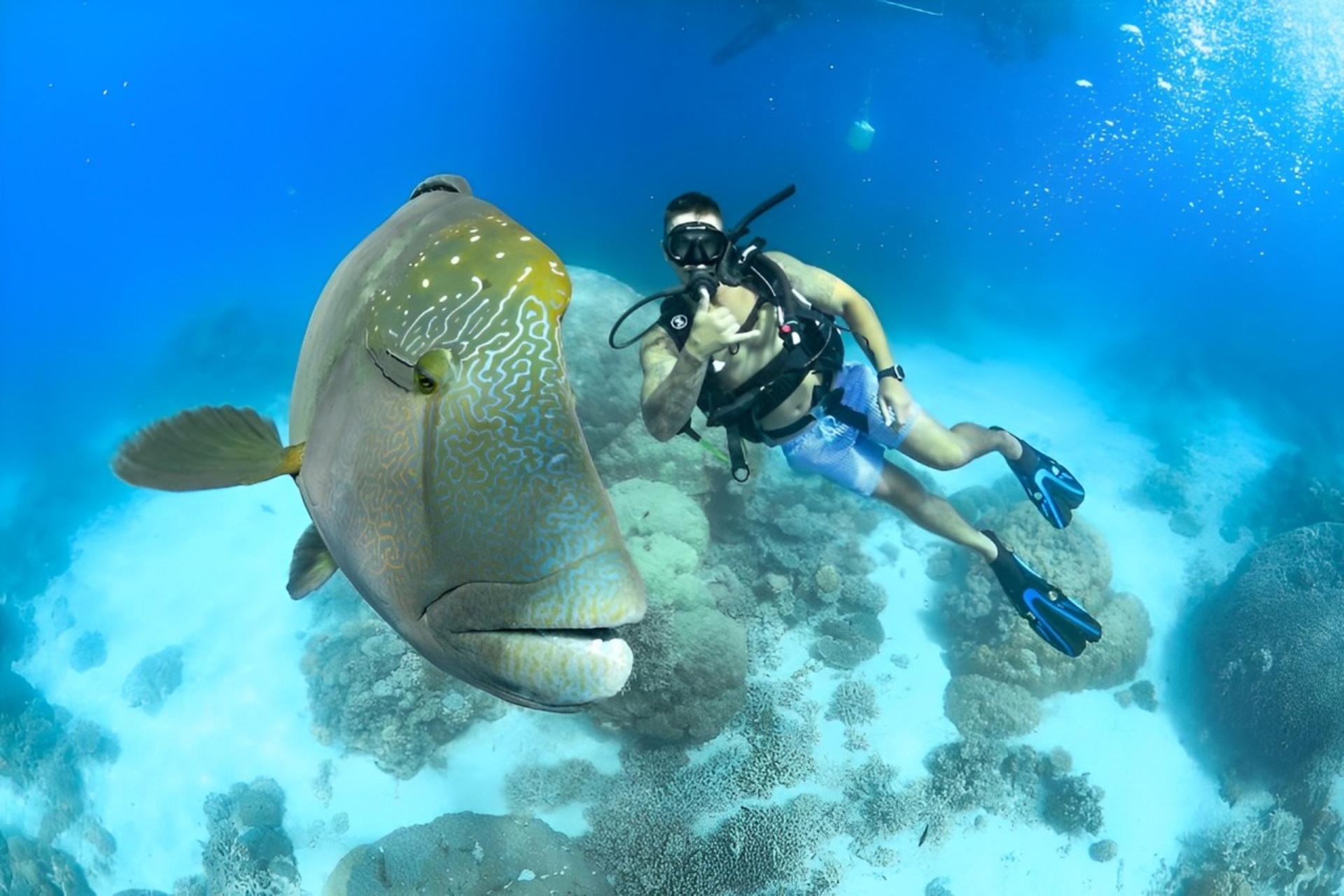 Great Barrier Reef Snorkel, Dive & Helicopter Full Day Tour - Thumbnail 10