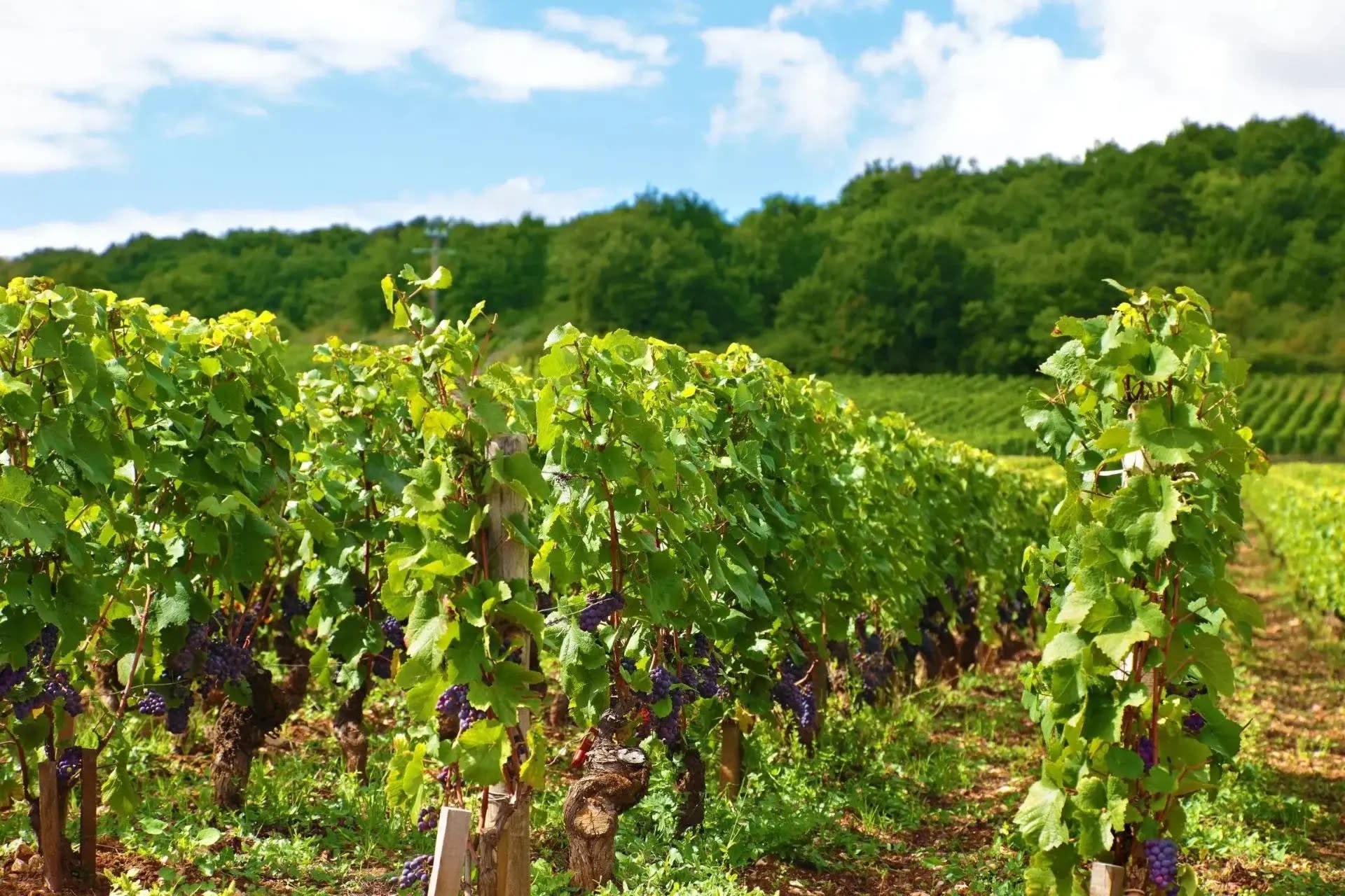 Authentic Champagne Tour: 3 Vineyards, 10 Tastings & Lunch - Thumbnail 20