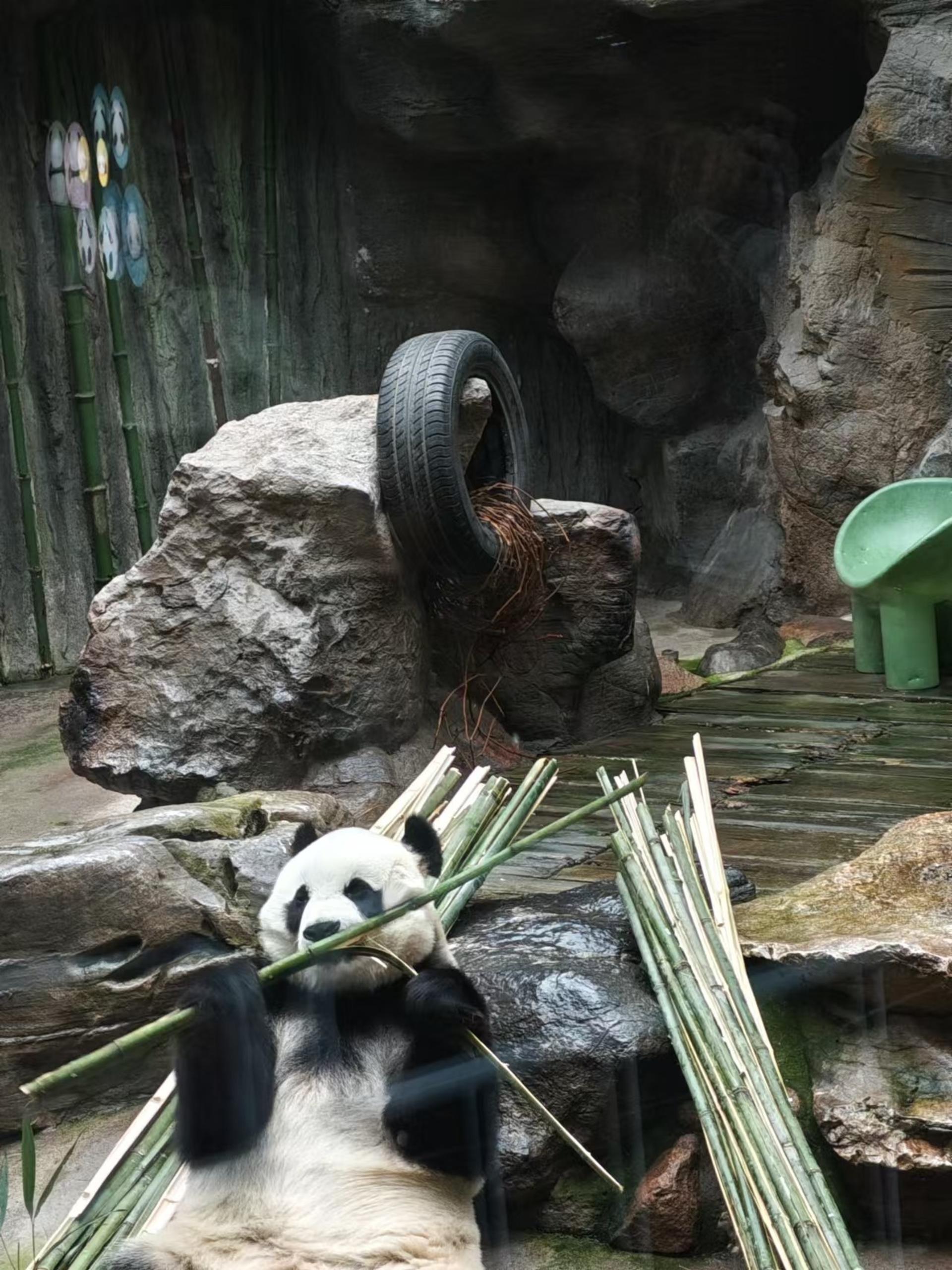 Beijing Giant Panda, Summer Palace & Temple of Heaven One-Day Private Tour - Thumbnail 3