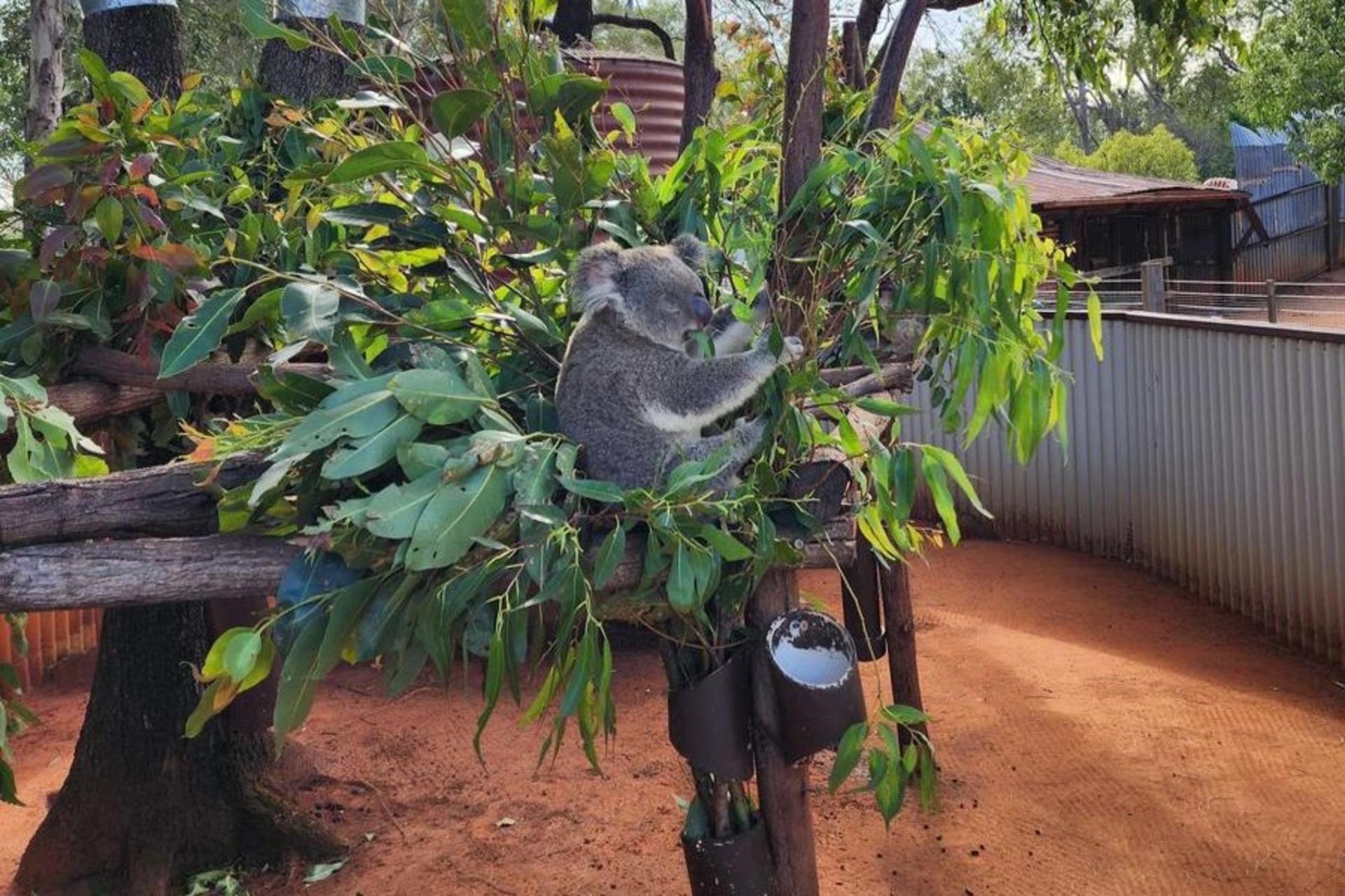 Dreamworld Gold Coast Tickets  - Thumbnail 32