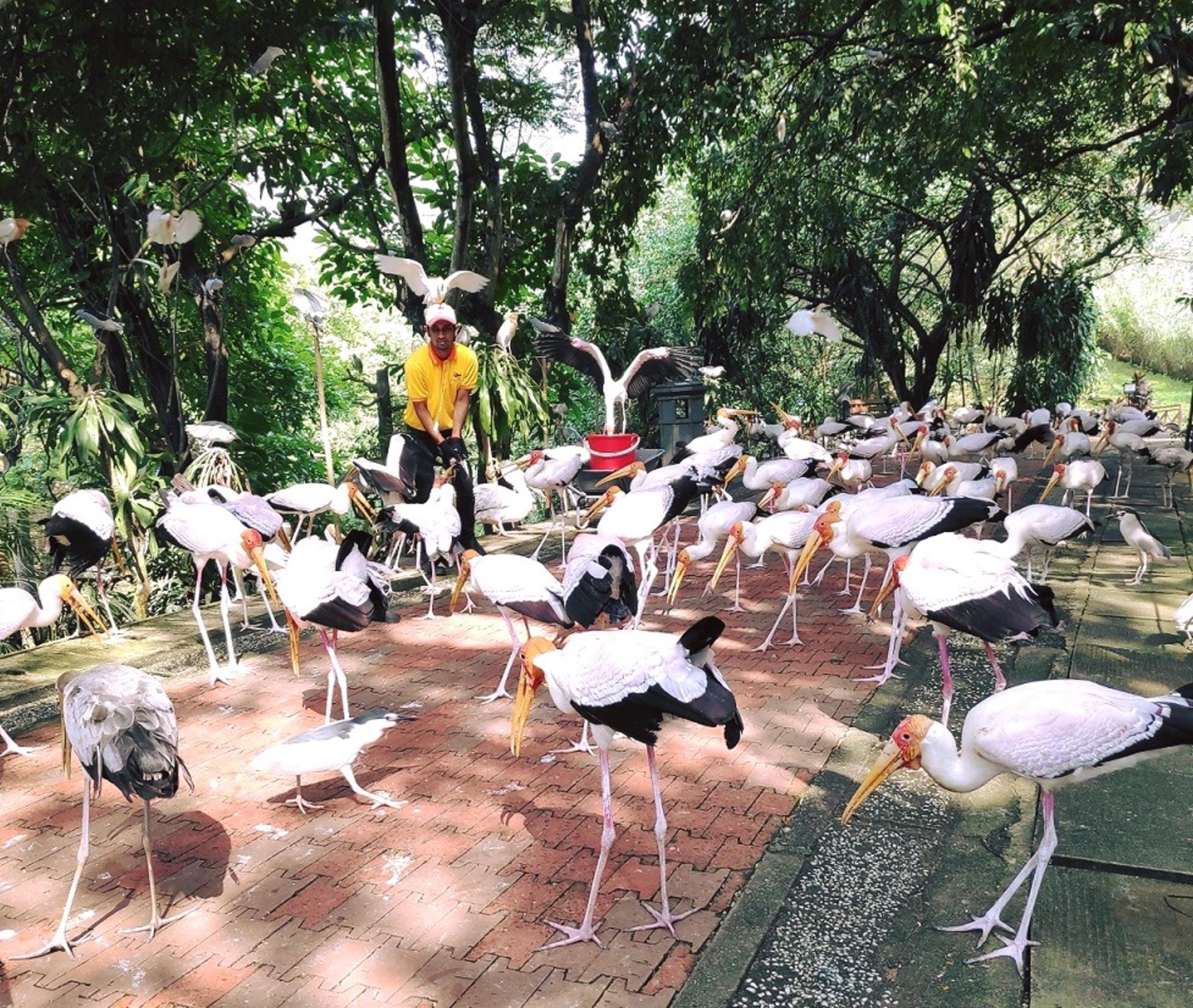 KL Bird Park Admission Ticket With One Way Transfer - Thumbnail 4